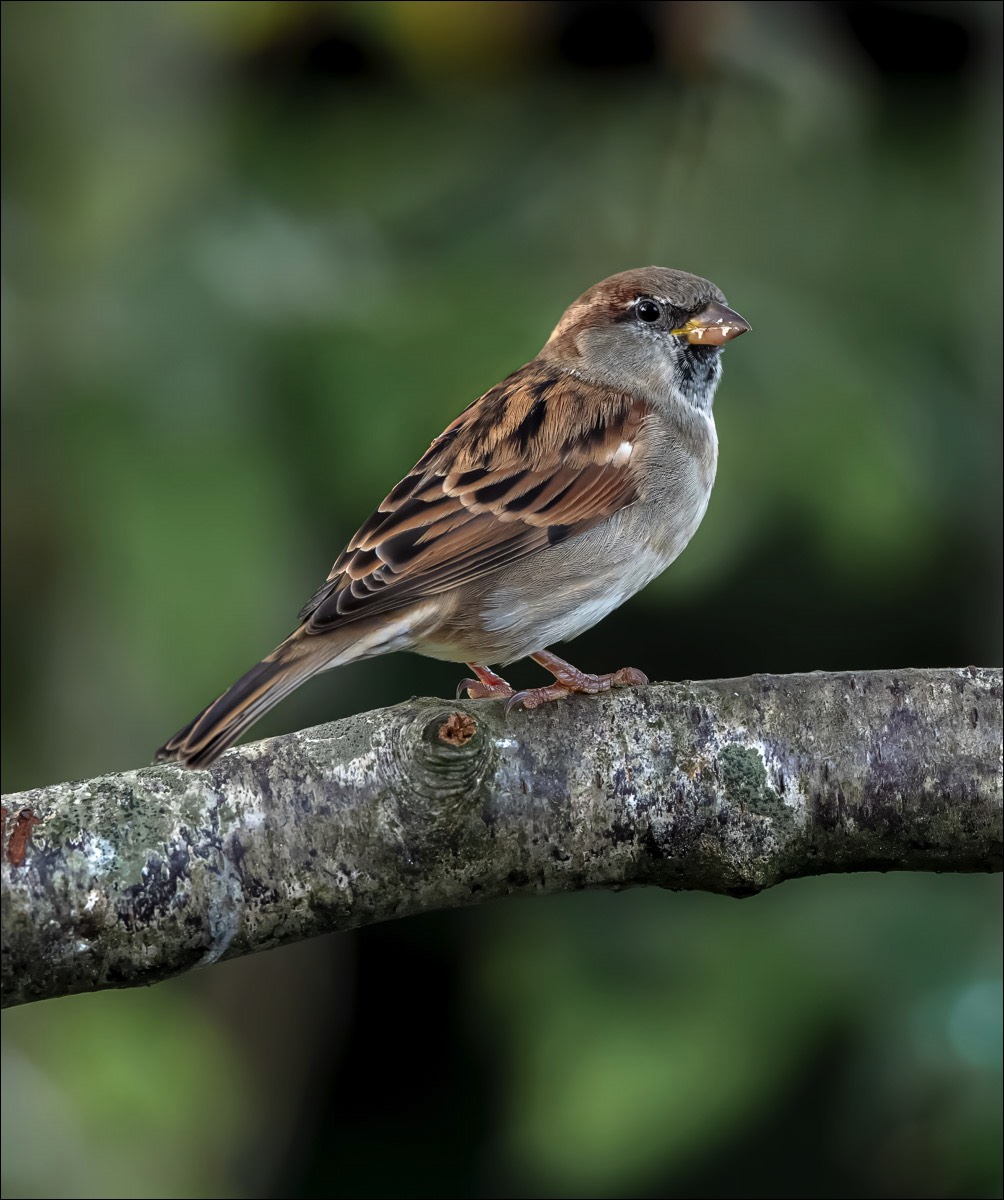 House Sparrow (Huismus) - Wenduine (Belgium) - 27/09/23
