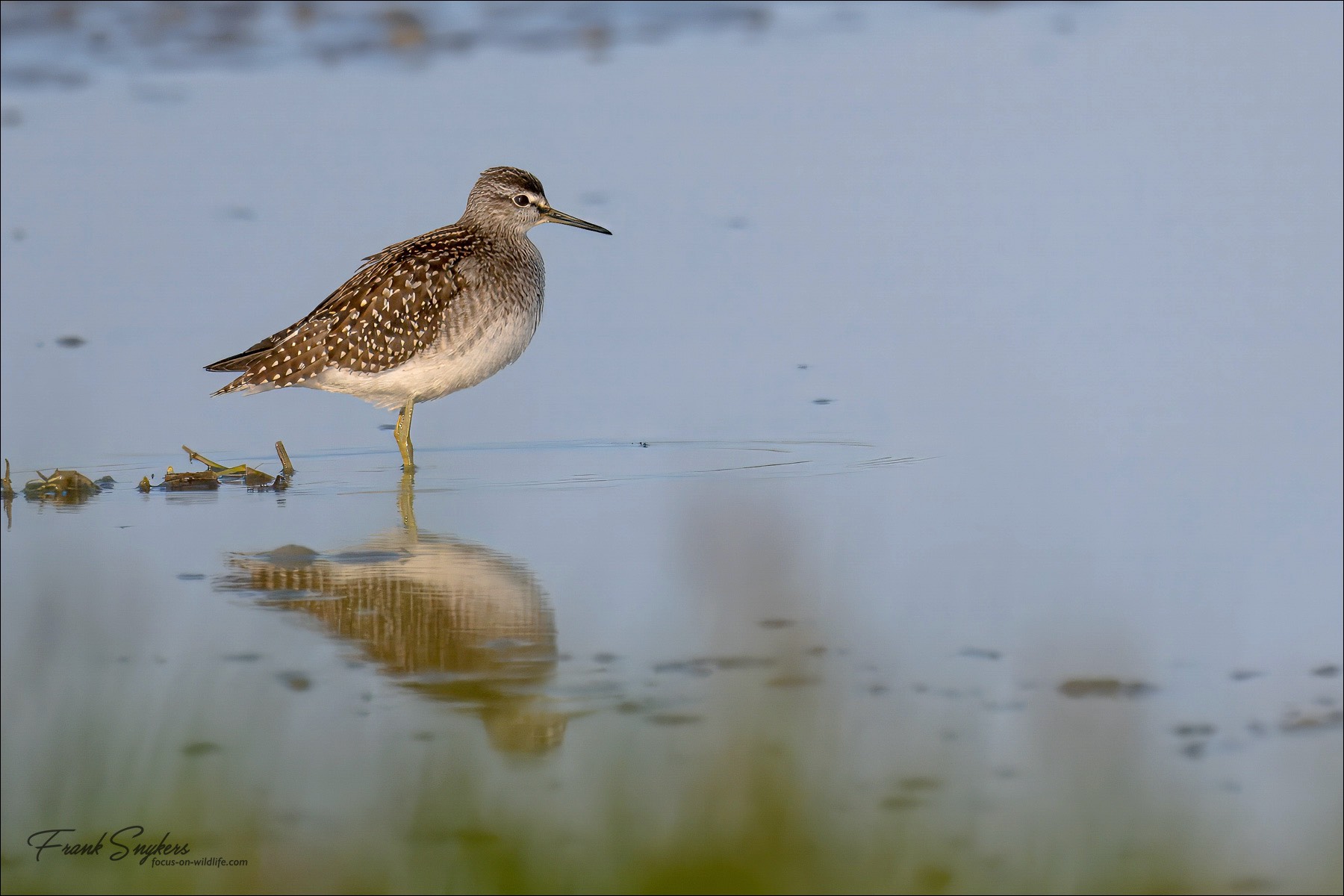 Wood Sandpiper (Bosruiter) - Uitkerkse polders (Belgium) - 25/08/24