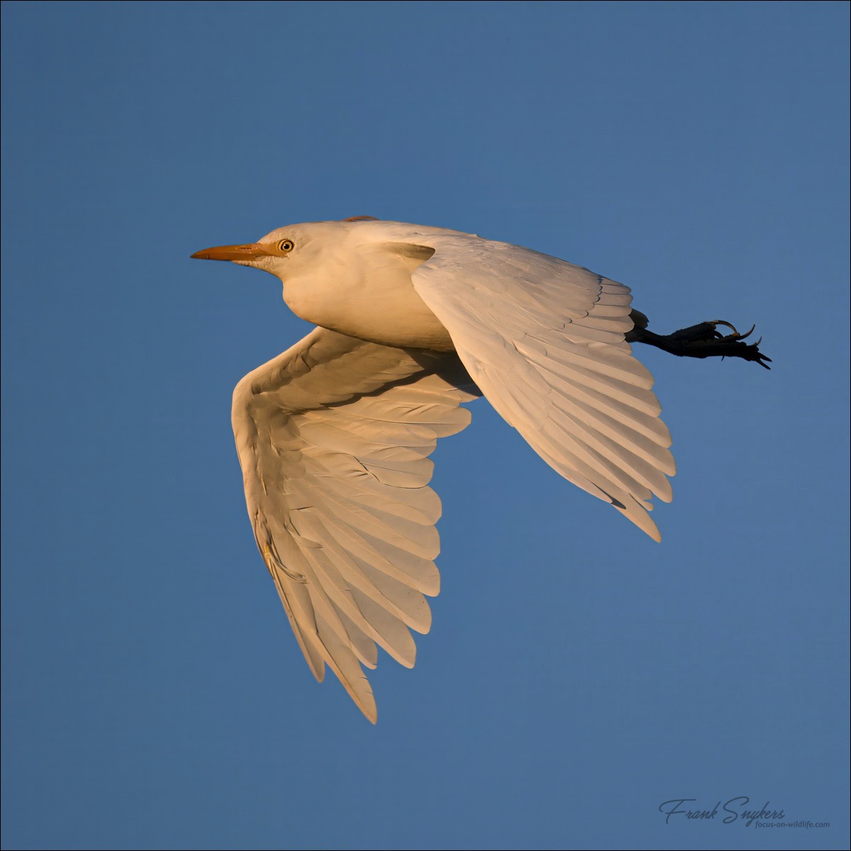 Western Cattle Egret (Koereiger) - Uitkerkse polders (Belgium) - 08/09/24