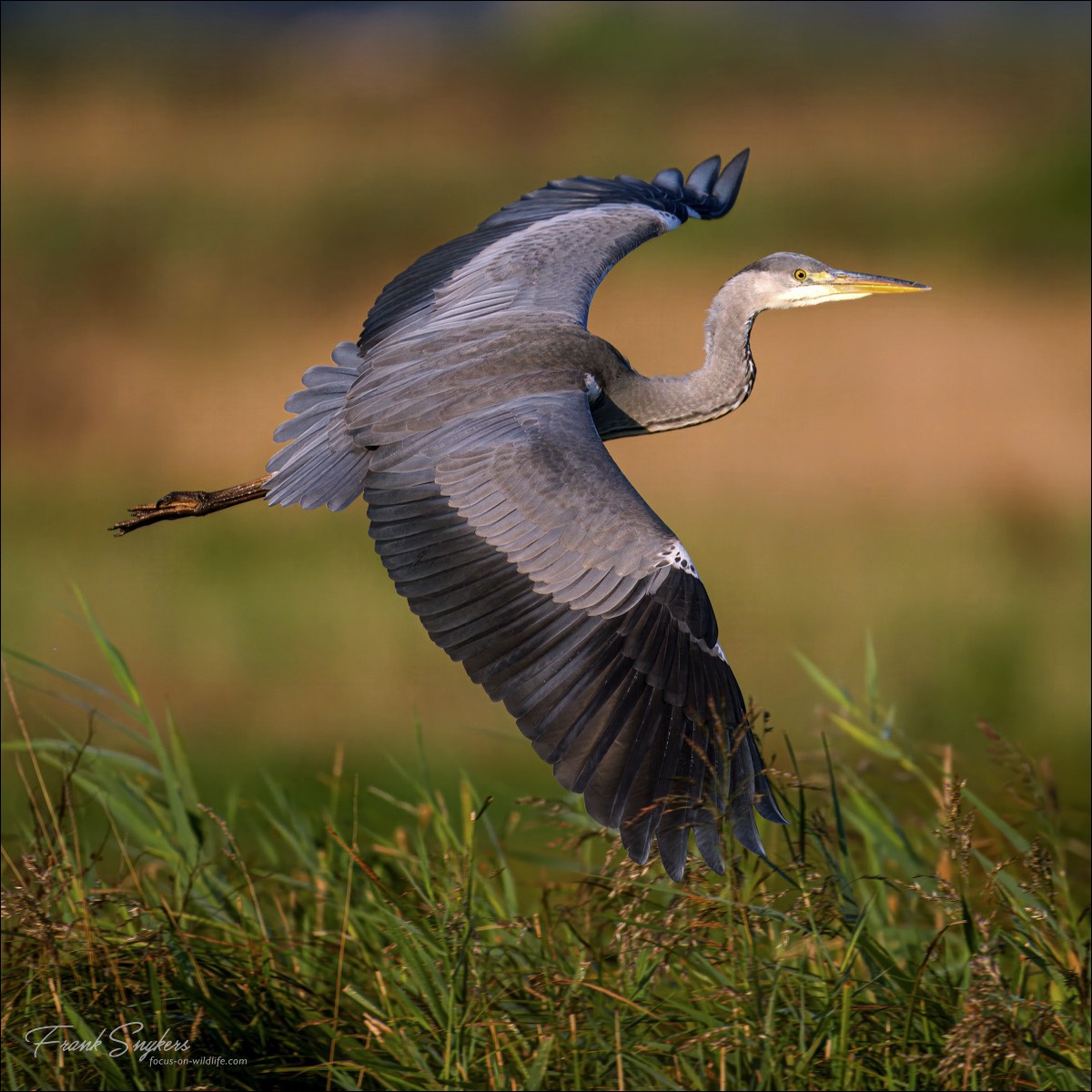 Grey Heron (Blauwe Reiger) - Uitkerkse polders (Belgium) - 14/09/24