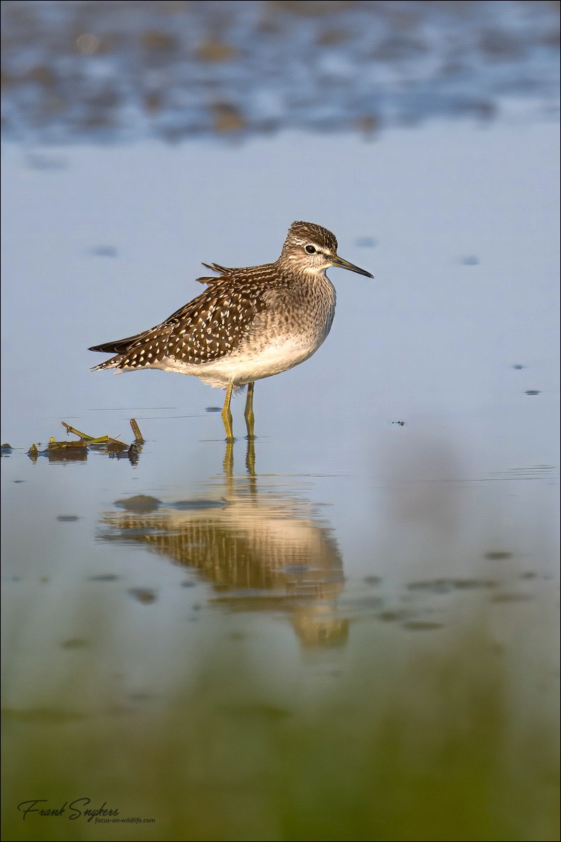 Wood Sandpiper (Bosruiter) - Uitkerkse polders (Belgium) - 25/08/24