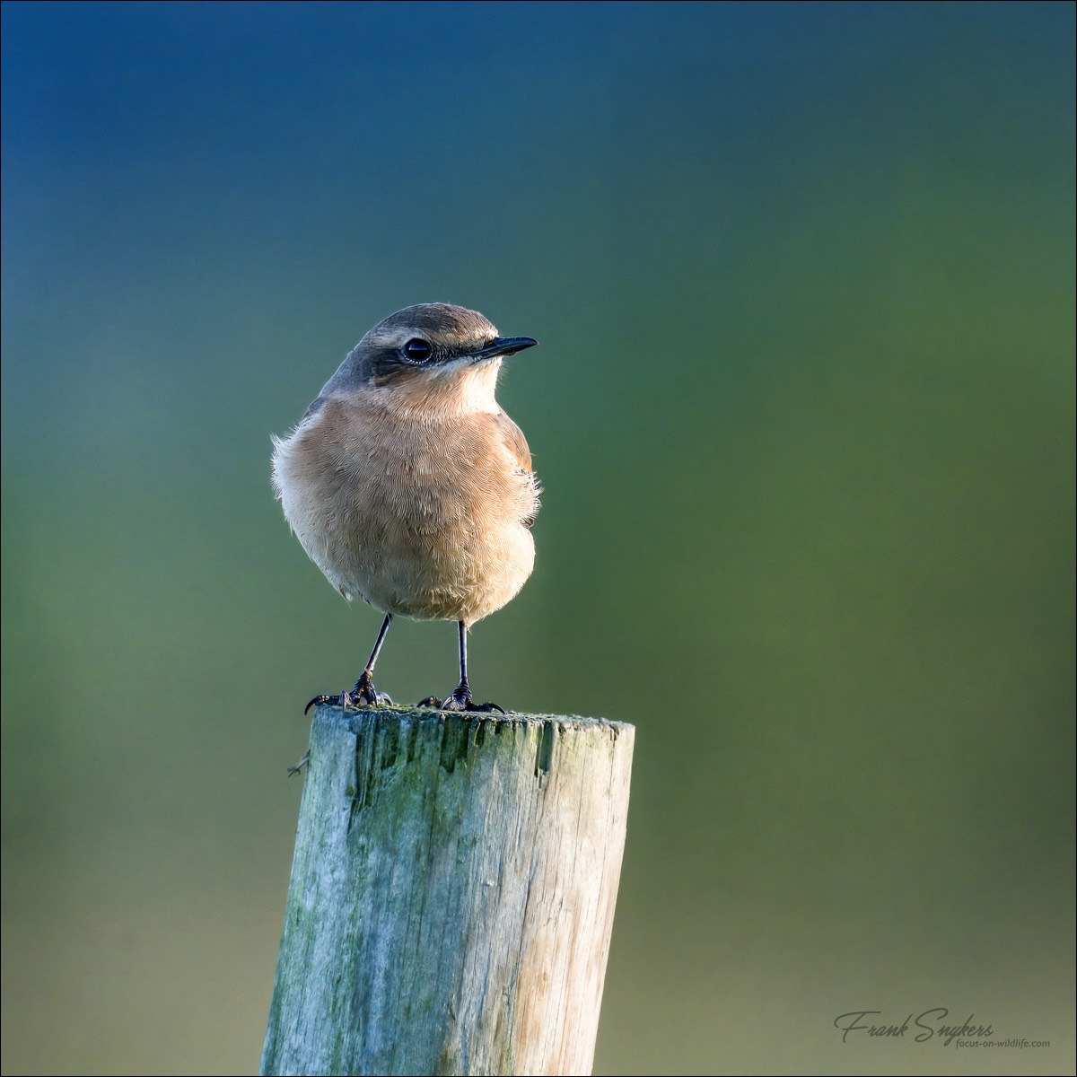 Northern Wheatear (Tapuit) - Uitkerkse polders (Belgium) - 08/09/24