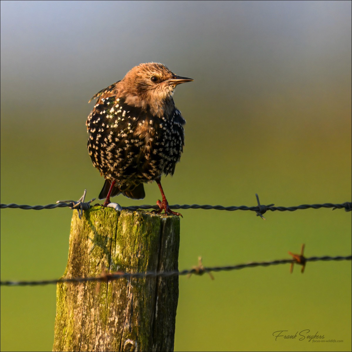 Common Starling (Spreeuw) - Uitkerkse polders (Belgium) - 21/09/24