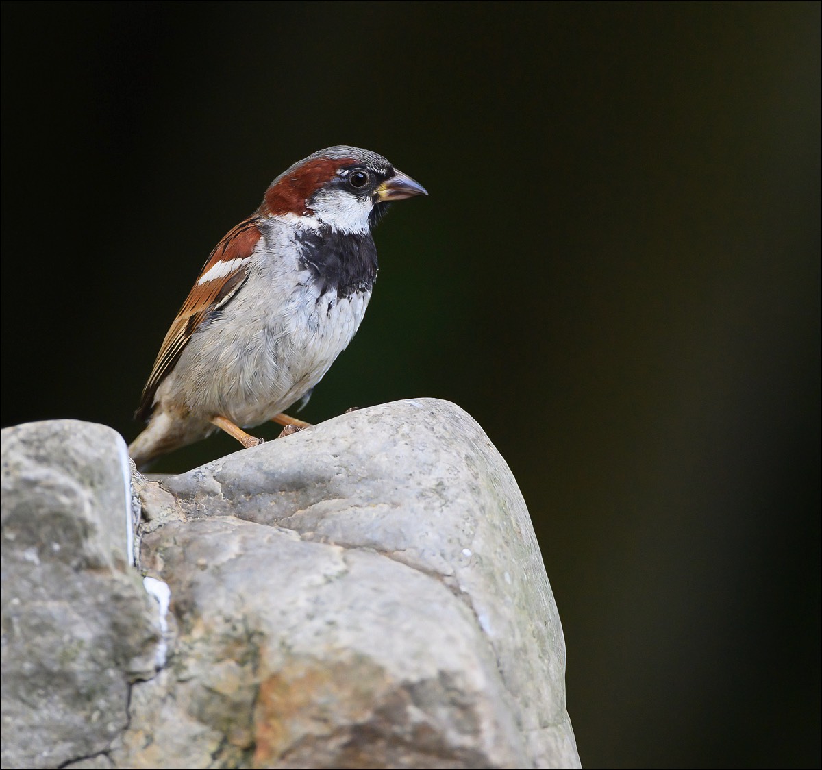 House Sparrow (Huismus) - Wenduine (Belgium) - 121/08/22