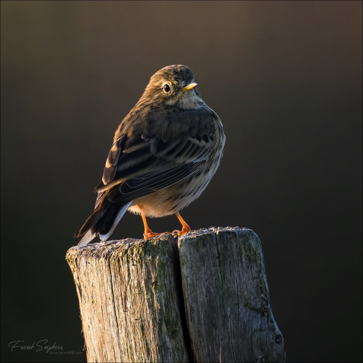 Meadow Pipit (Graspieper) - Uitkerkse polders (Belgium) - 03/09/24