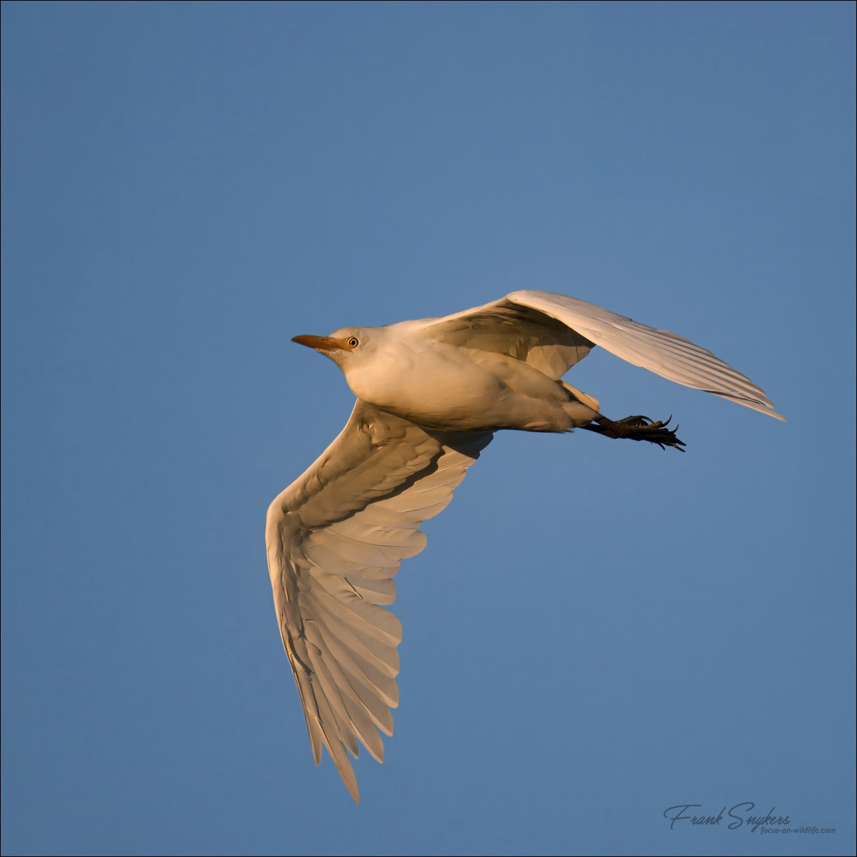 Western Cattle Egret (Koereiger) - Uitkerkse polders (Belgium) - 08/09/24