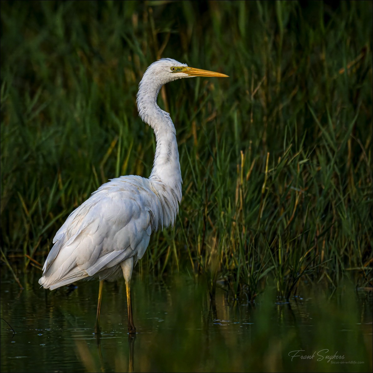 Great Egret (Grote Zilverreiger) - Uitkerkse polders (Belgium) - 01/09/24