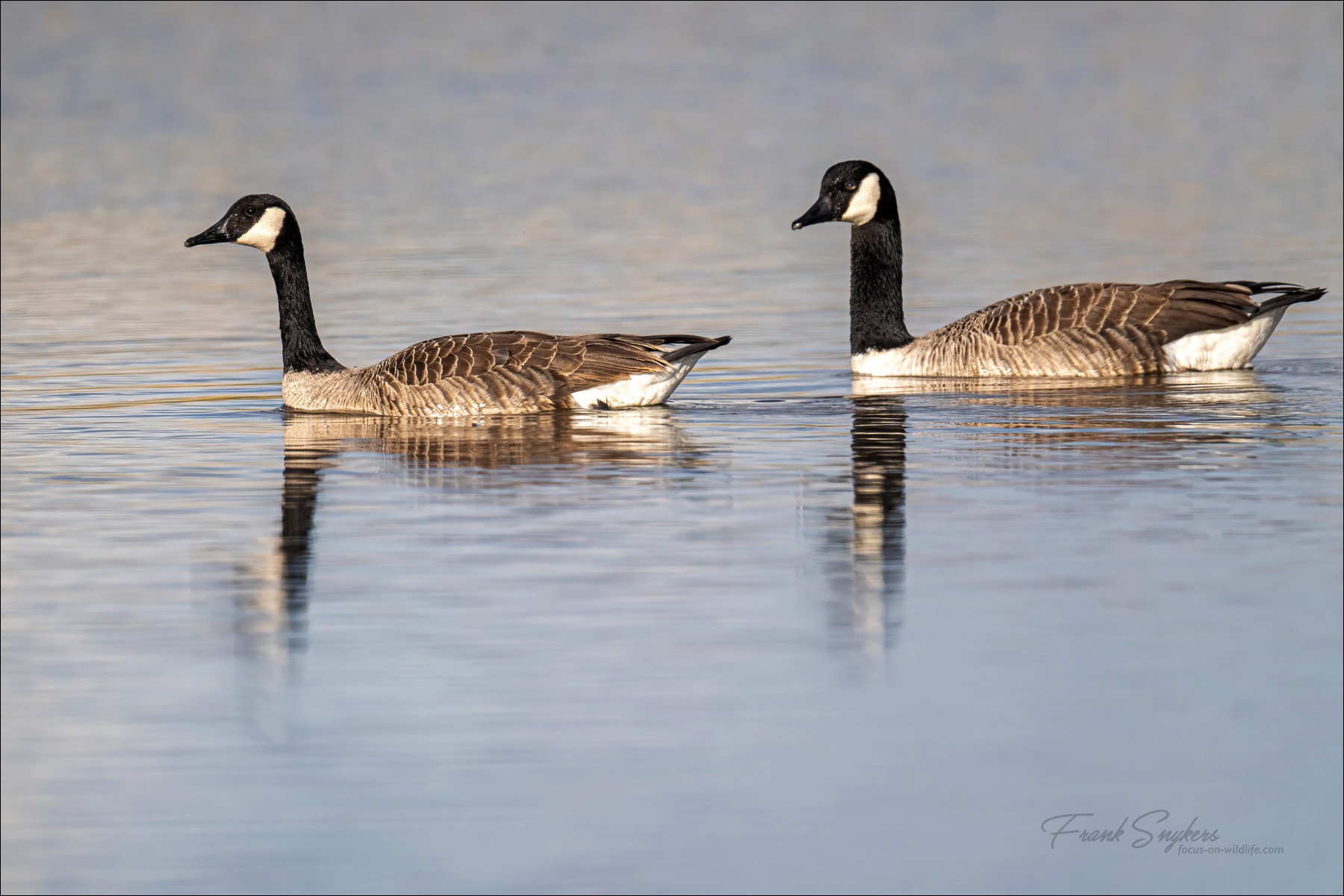 Canada Goose (Grote Canadese Gans) -  Uitkerkse Polders (Belgium) - 18/04/24