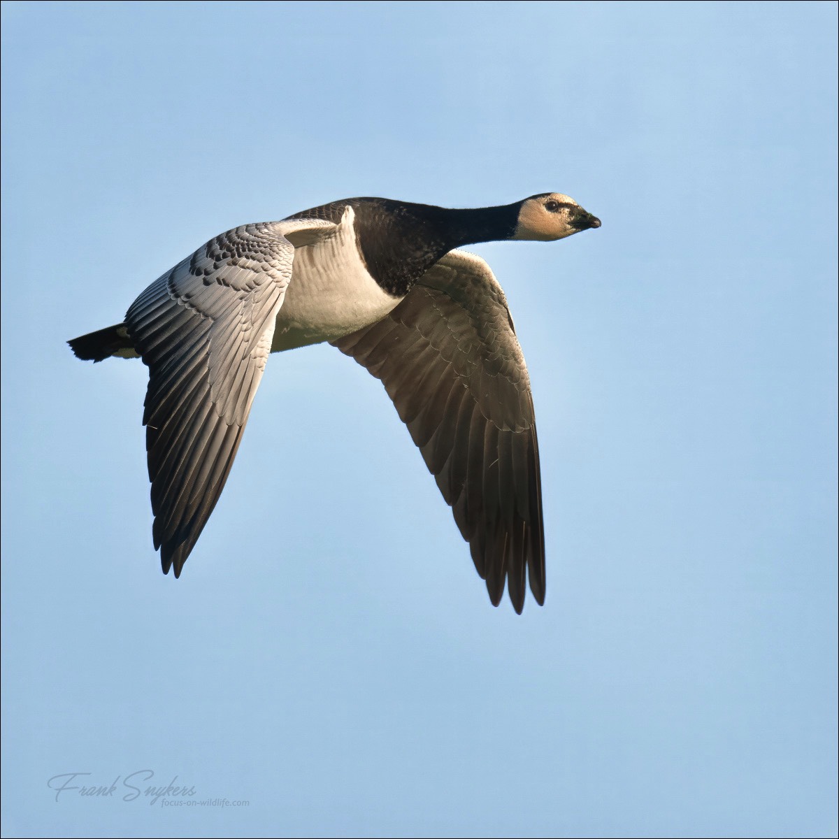Barnacle Goose (Brandgans) - Uitkerkse Polders (Belgium) - 04/03/24