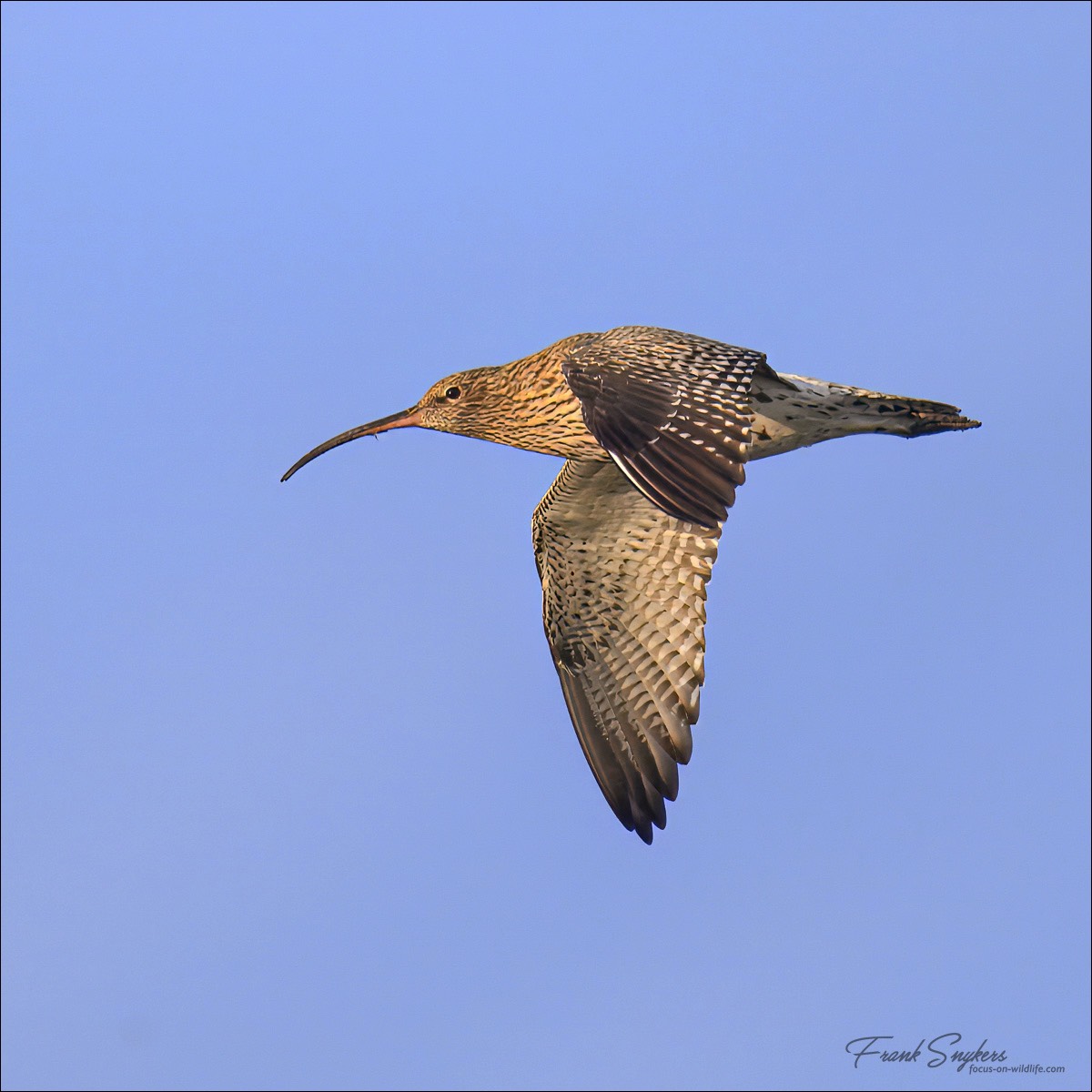 Eurasian Curlew (Wulp) - Uitkerkse polders (Belgium) - 27/10/24