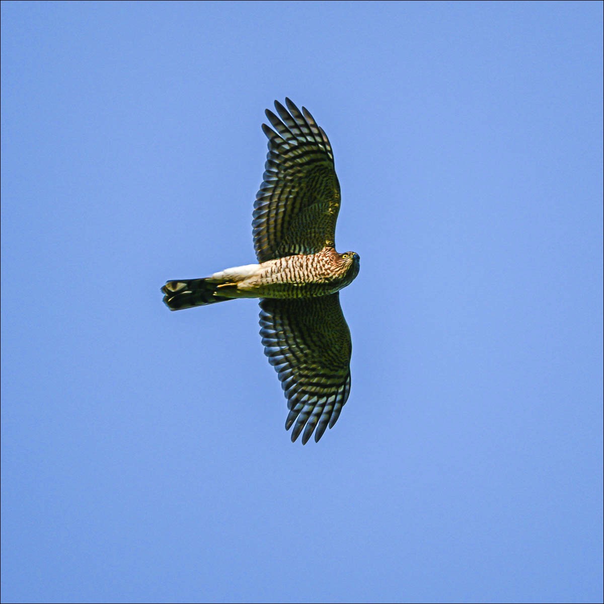 Eurasian Sparrowhawk (Sperwer) - Uitkerse Polders (Belgium) - 21/09/22