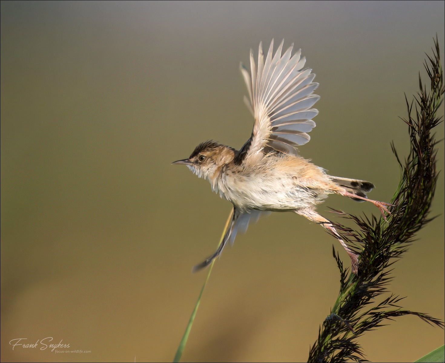 Zitting Cisticola (Graszanger) - Uitkerkse polders (Belgium) - 28/08/24