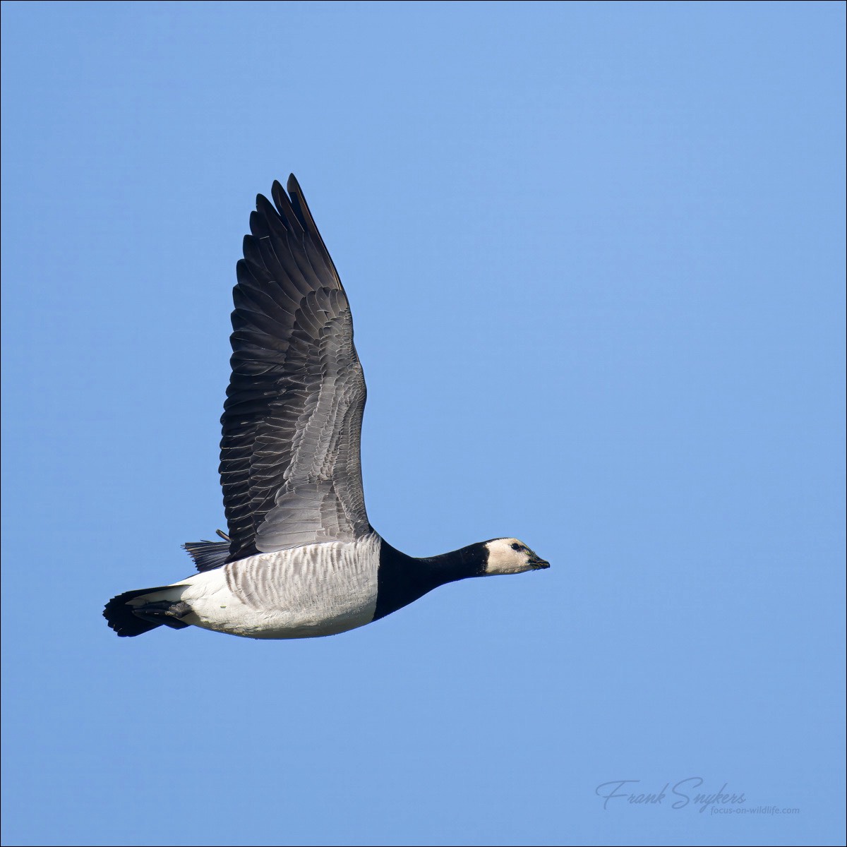 Barnacle Goose (Brandgans) - Uitkerkse Polders (Belgium) - 04/03/24