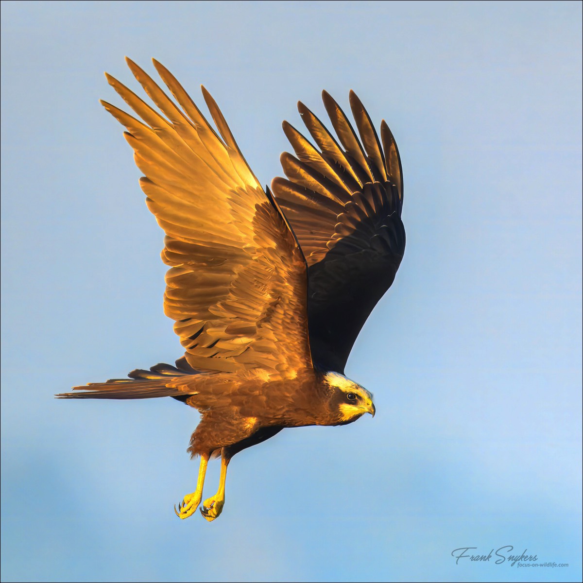 Western Marsh Harrier (Bruine Kiekendief) - Uitkerkse polders (Belgium) - 22/09/24