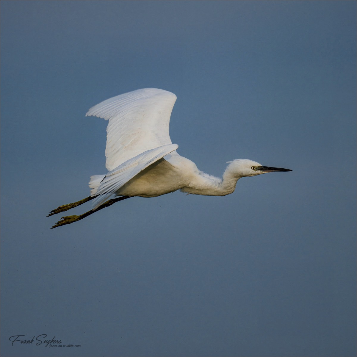 Little Egret (Kleine Zilverreiger) - Uitkerkse polders (Belgium) - 30/08/24