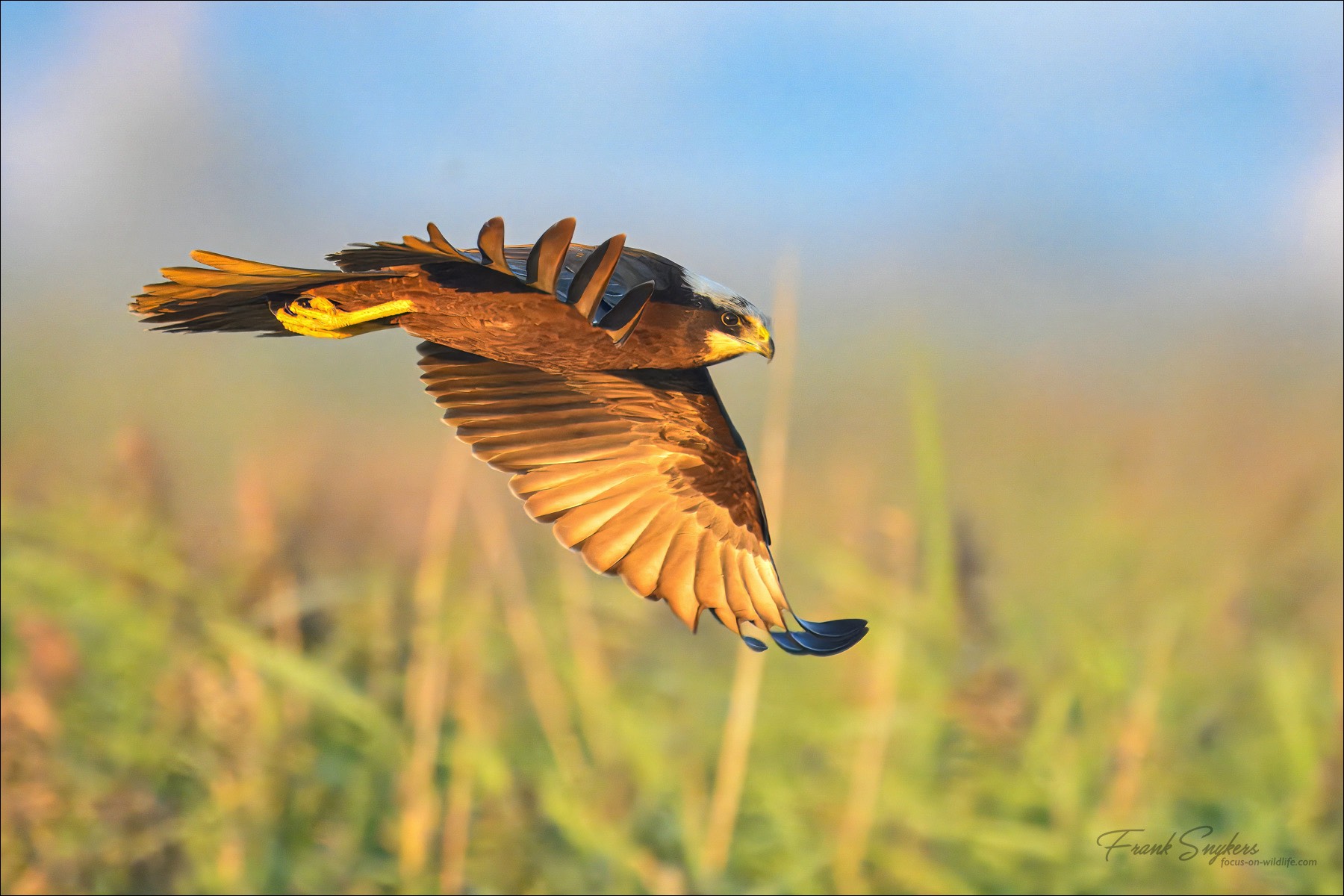 Western Marsh Harrier (Bruine Kiekendief) - Uitkerkse polders (Belgium) - 22/09/24