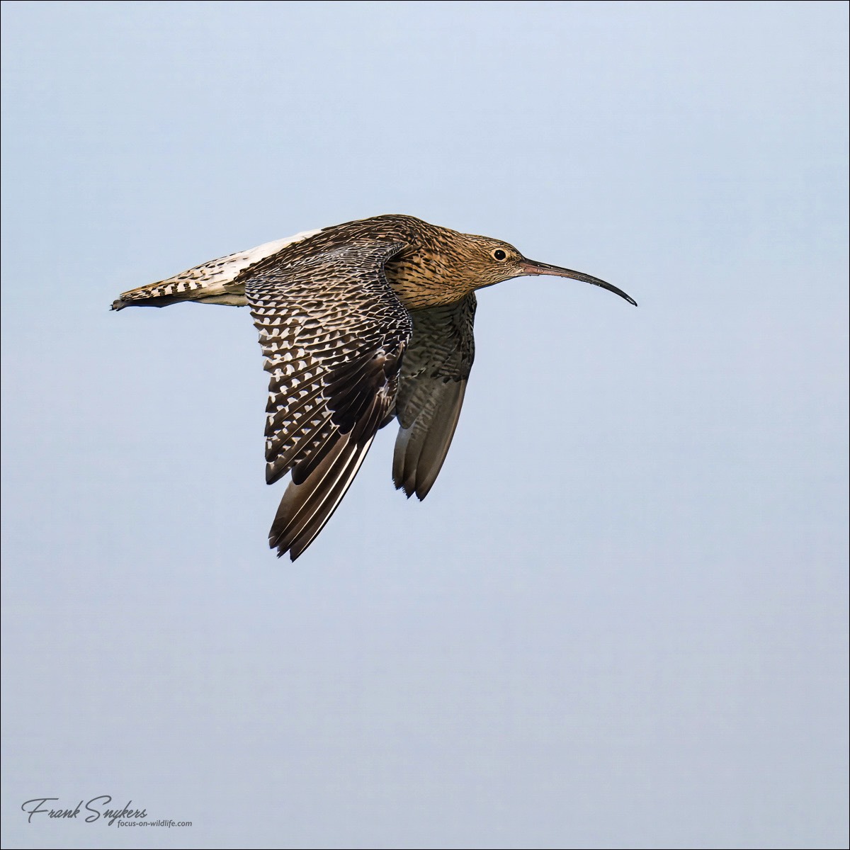 Eurasian Curlew (Wulp) - Uitkerkse polders (Belgium) - 29/08/24