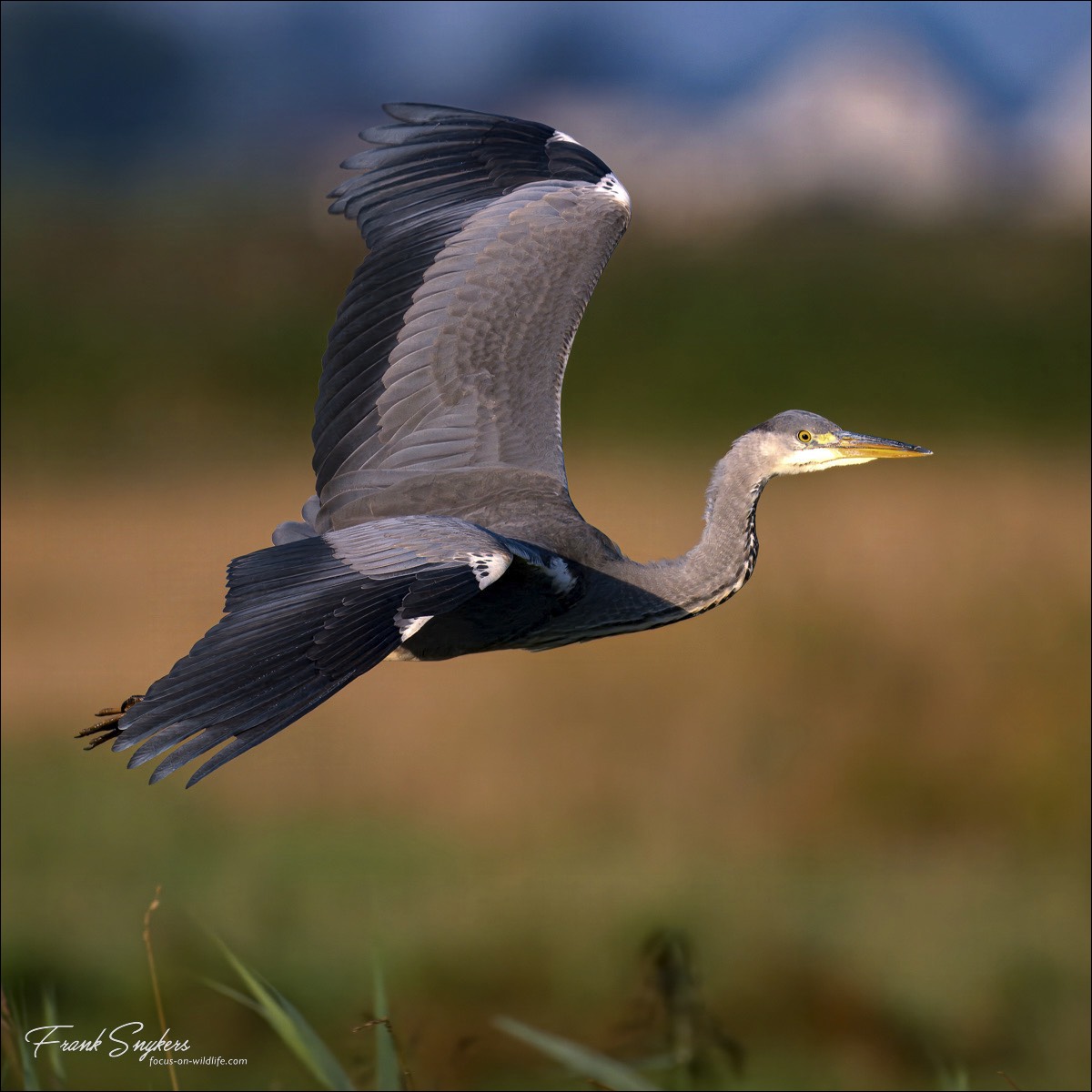 Grey Heron (Blauwe Reiger) - Uitkerkse polders (Belgium) - 14/09/24