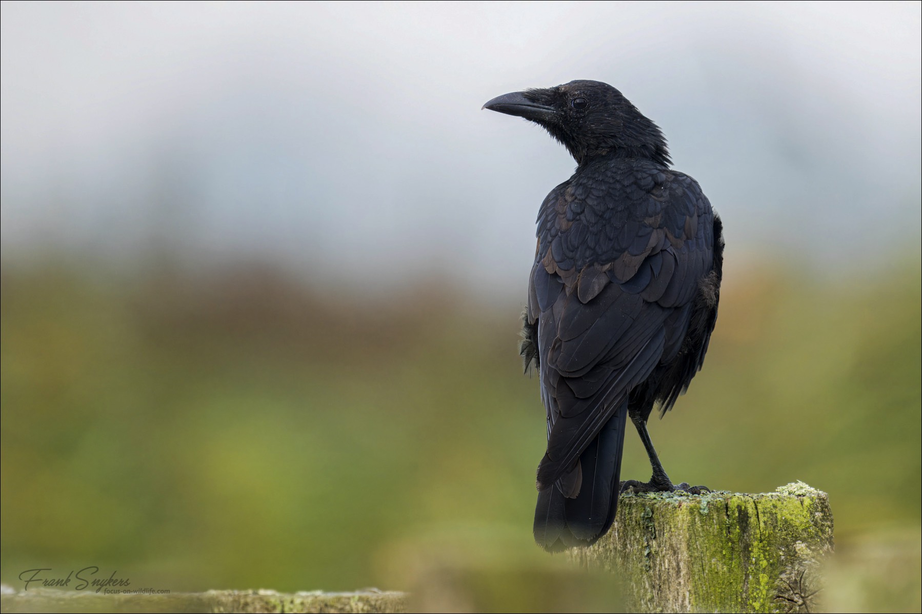 Carrion Crow (Zwarte Kraai) - Uitkerkse polders (Belgium) - 09/09/24