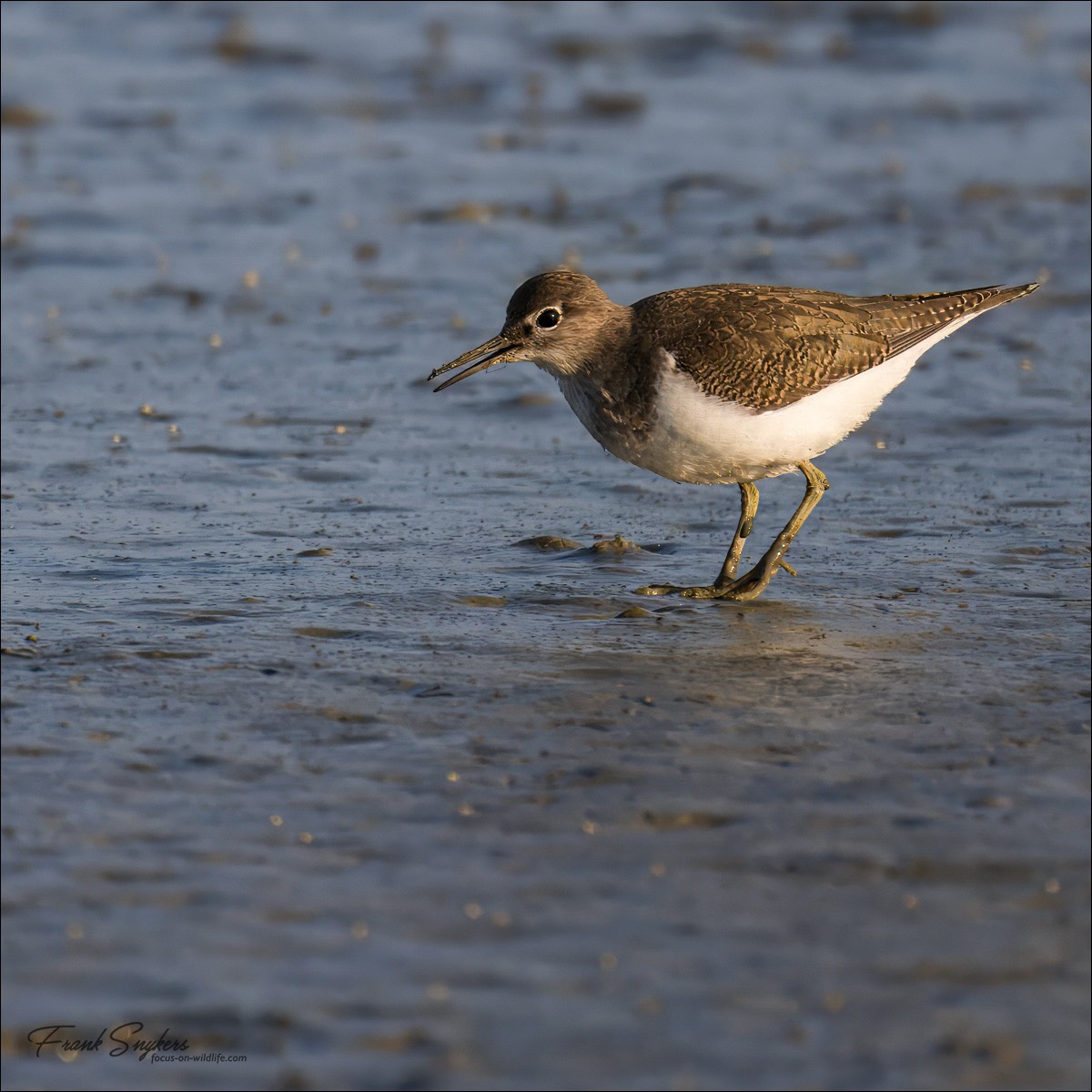 Common Sandpiper (Oeverloper) - Uitkerkse polders (Belgium) - 24/08/24