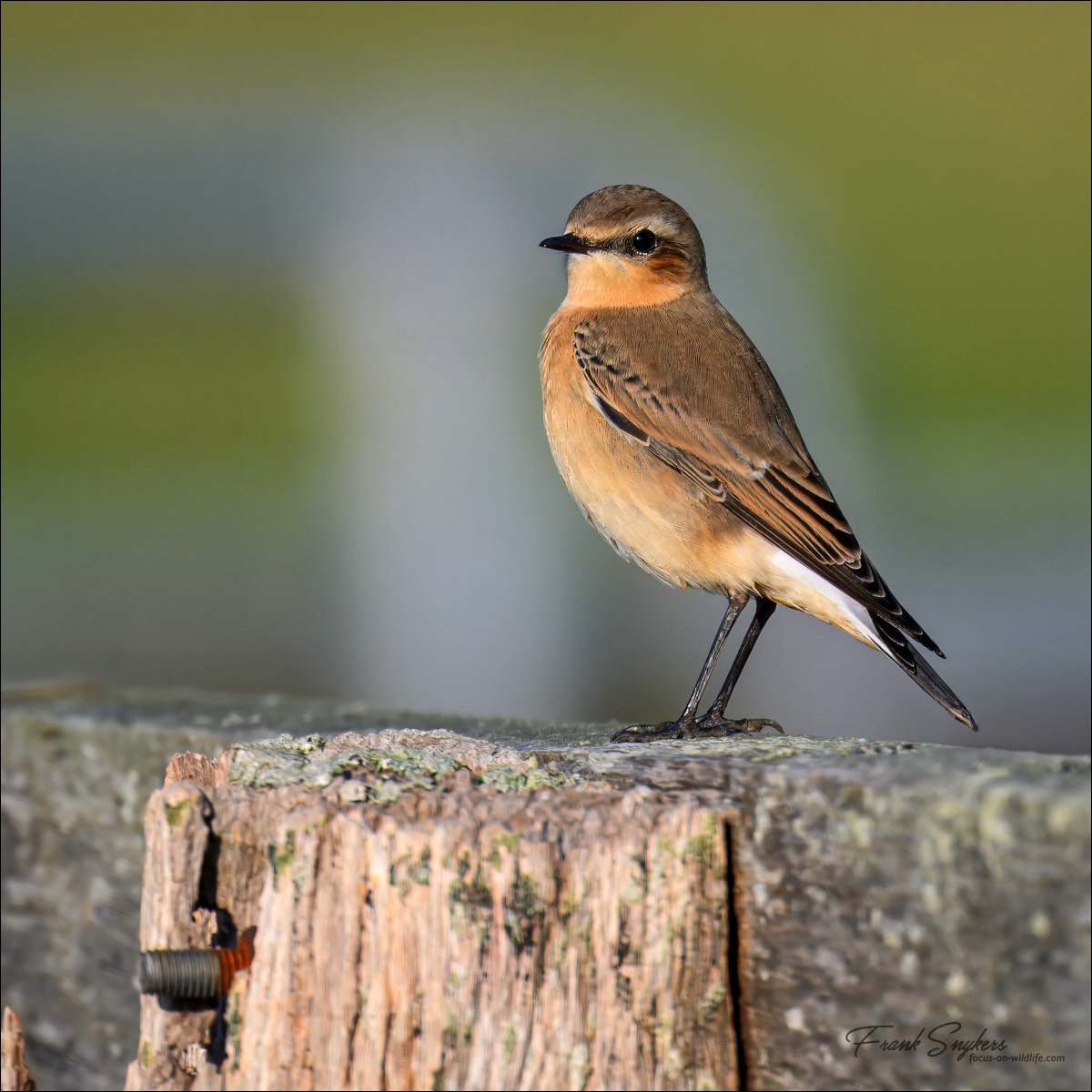 Northern Wheatear (Tapuit) - Uitkerkse polders (Belgium) - 13/09/24