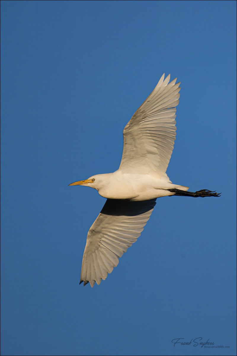 Western Cattle Egret (Koereiger) - Uitkerkse polders (Belgium) - 08/09/24