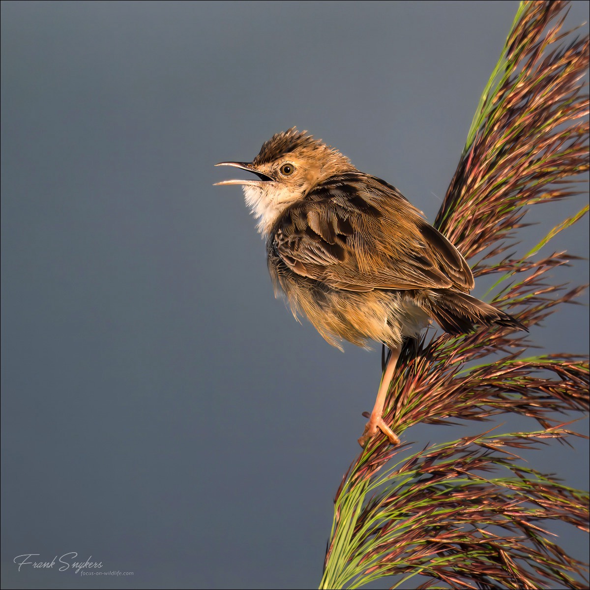 Zitting Cisticola (Graszanger) - Uitkerkse polders (Belgium) - 28/08/24