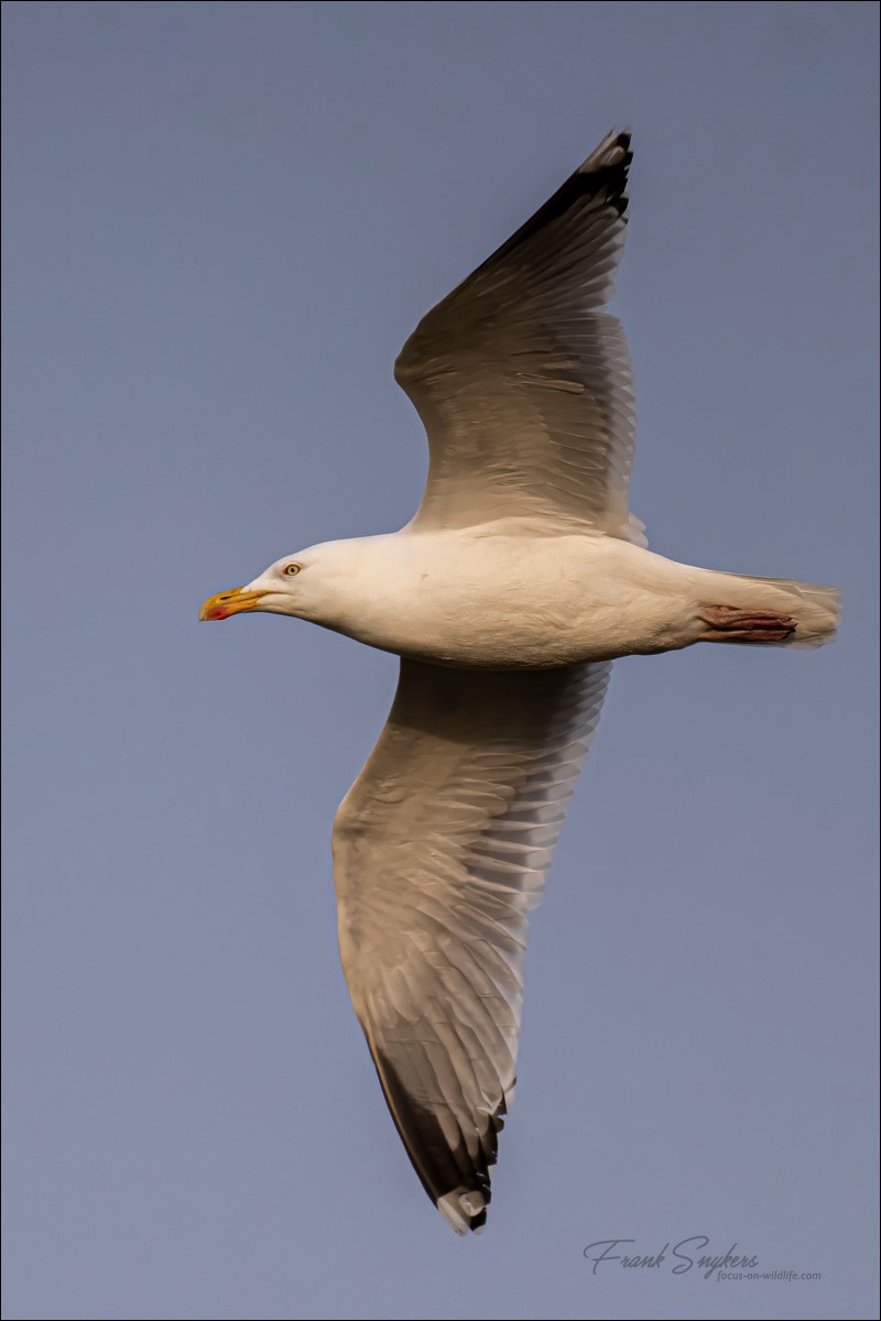 European Herring Gull (Zilvermeeuw) - Uitkerkse Polders (Belgium) - 06/04/24