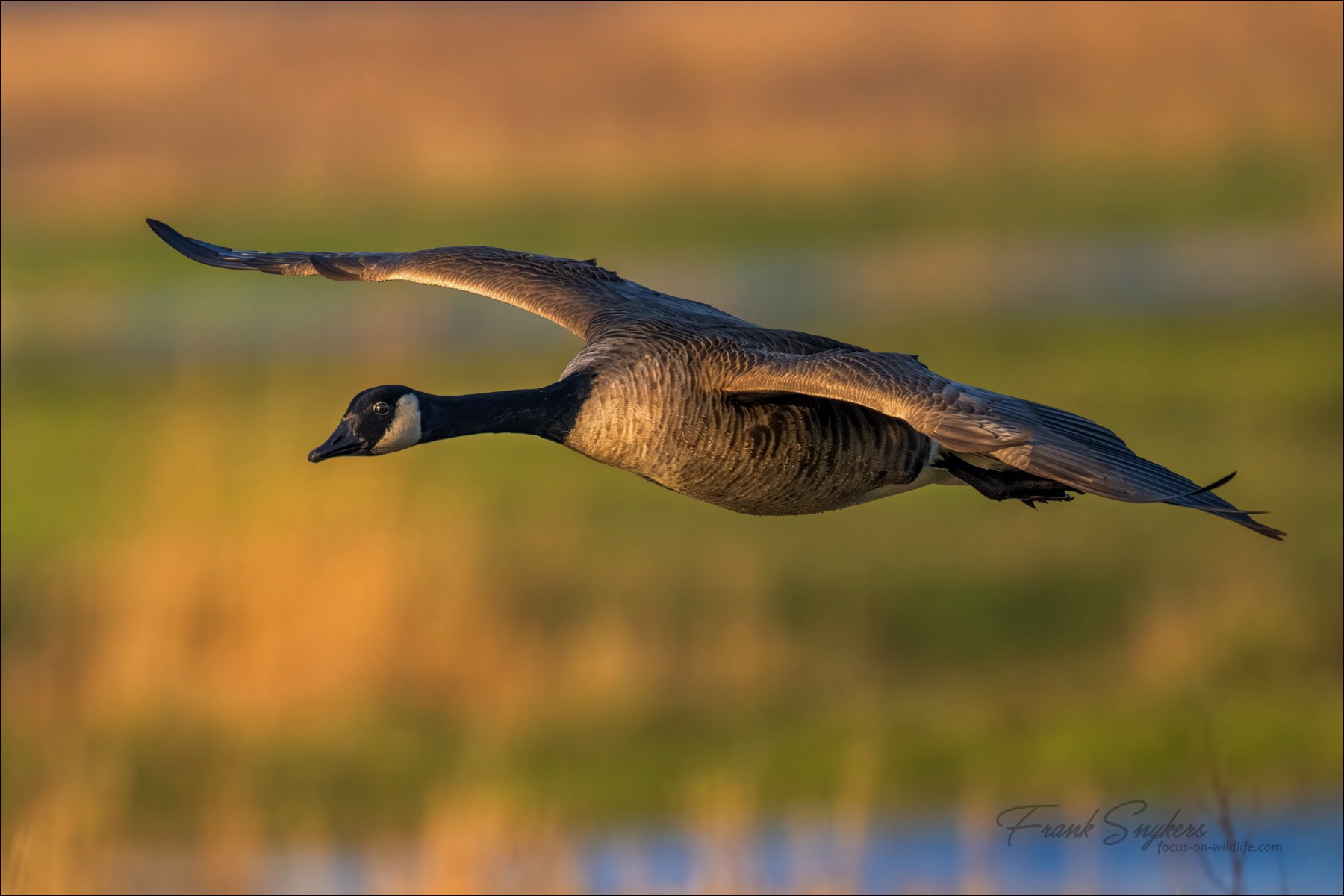 Canada Goose (Canadese Gans) - Uitkerkse Polders (Belgium) - 11/03/24