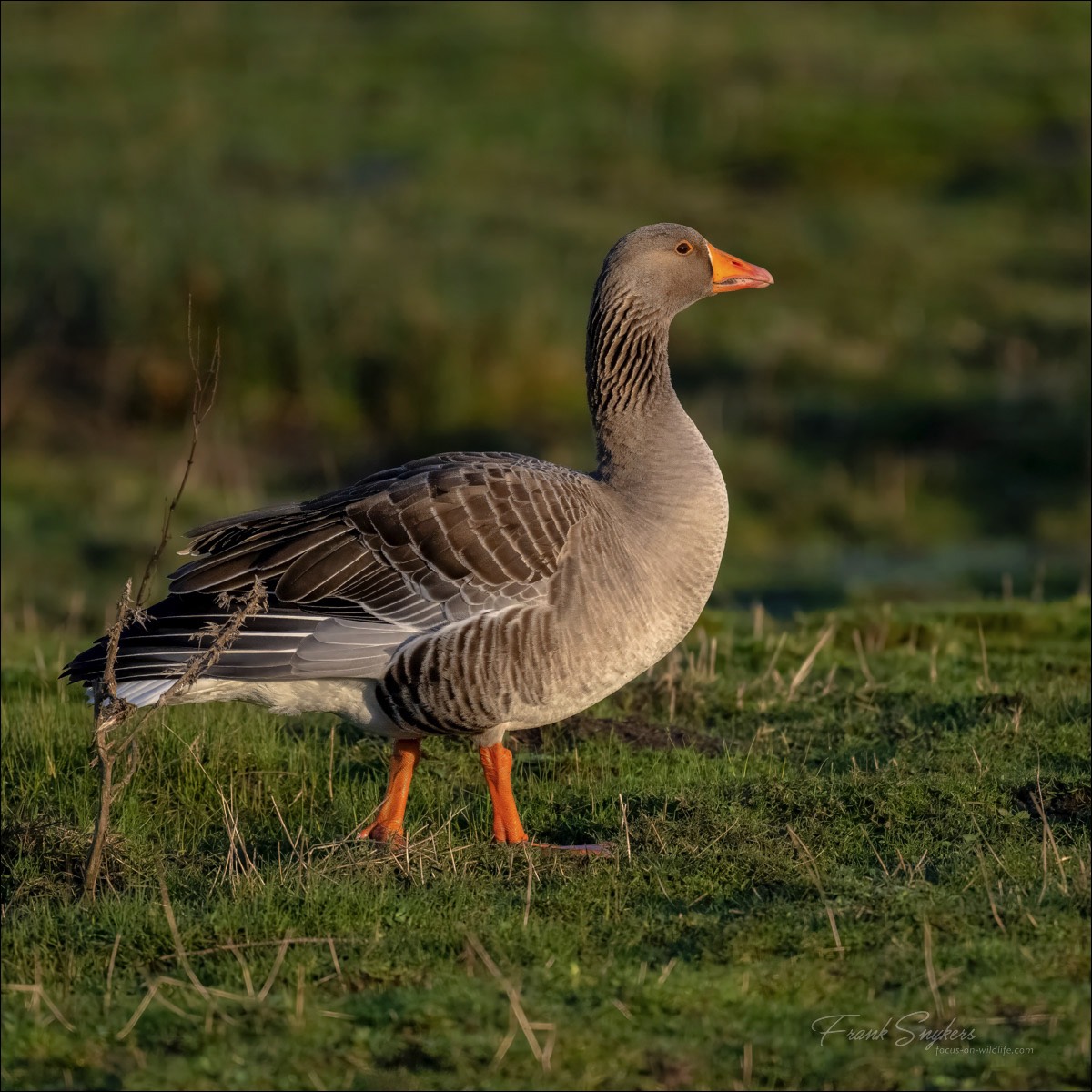 Greylag Goose (Grauwe Gans) - Uitkerkse Polders (Belgium) - 27/02/24