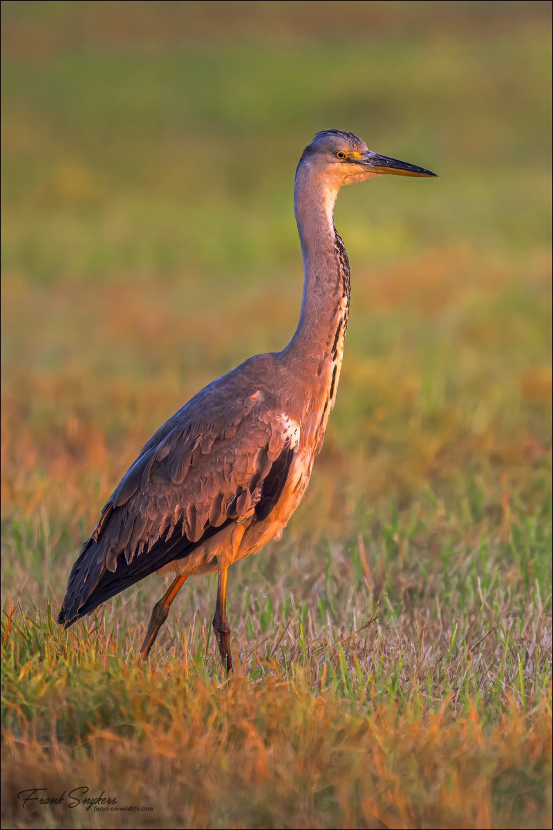 Grey Heron(Blauwe Reiger) - Uitkerkse polders (Belgium) - 23/09/24