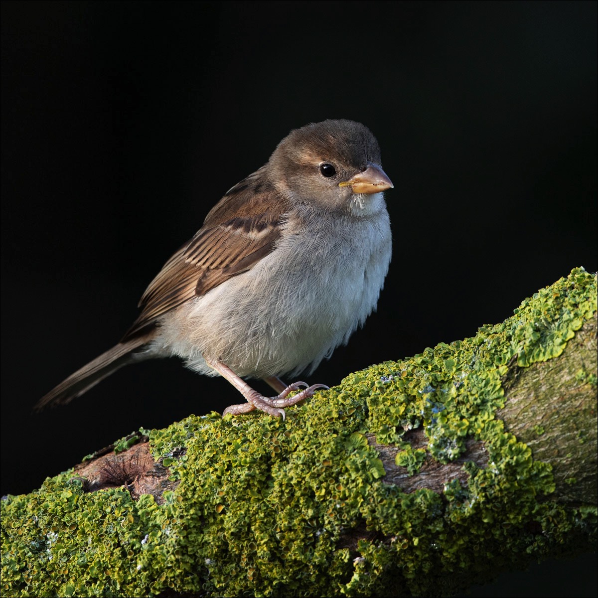 House Sparrow (Huismus) - Wenduine (Belgium) - 17/08/23