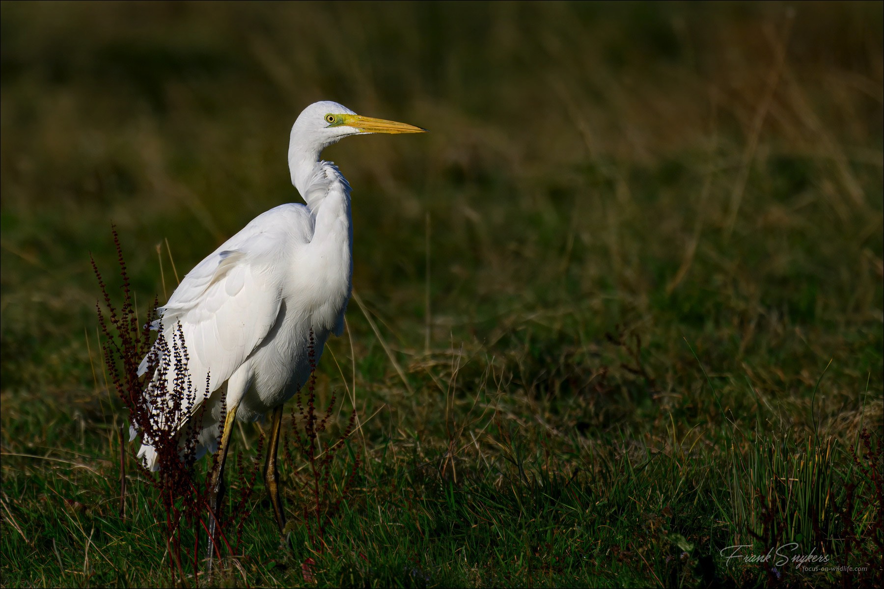 Great Egret (Grote Zilverreiger) - Uitkerkse polders (Belgium) - 18/09/24