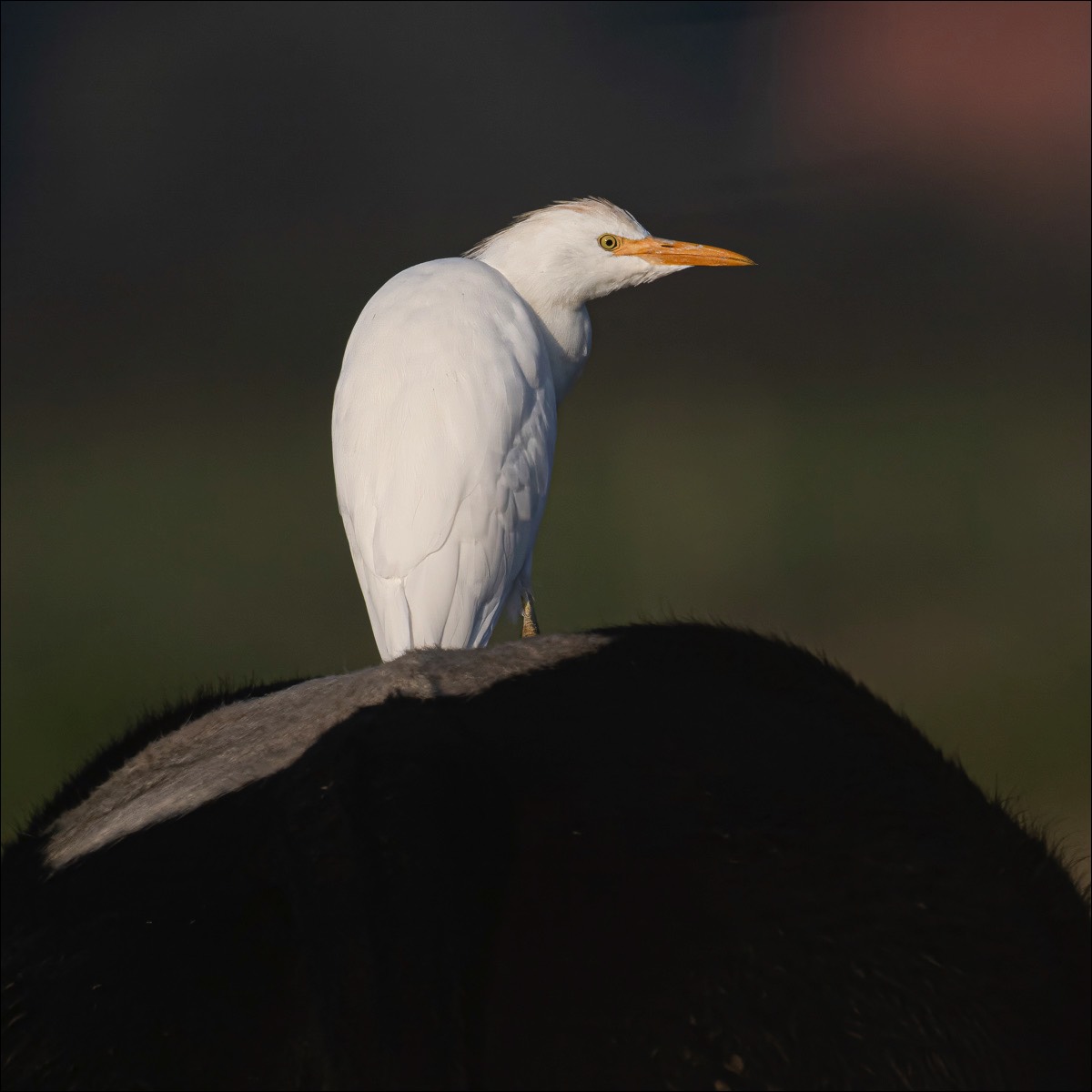 Cattle Egret (Koereiger) - Uitkerkse Polders (Belgium) - 15/09/23