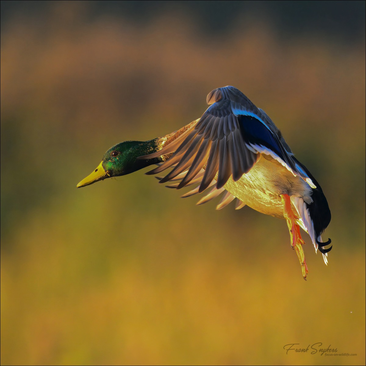 Mallard (Wilde Eend) - Uitkerkse polders (Belgium) - 23/09/24