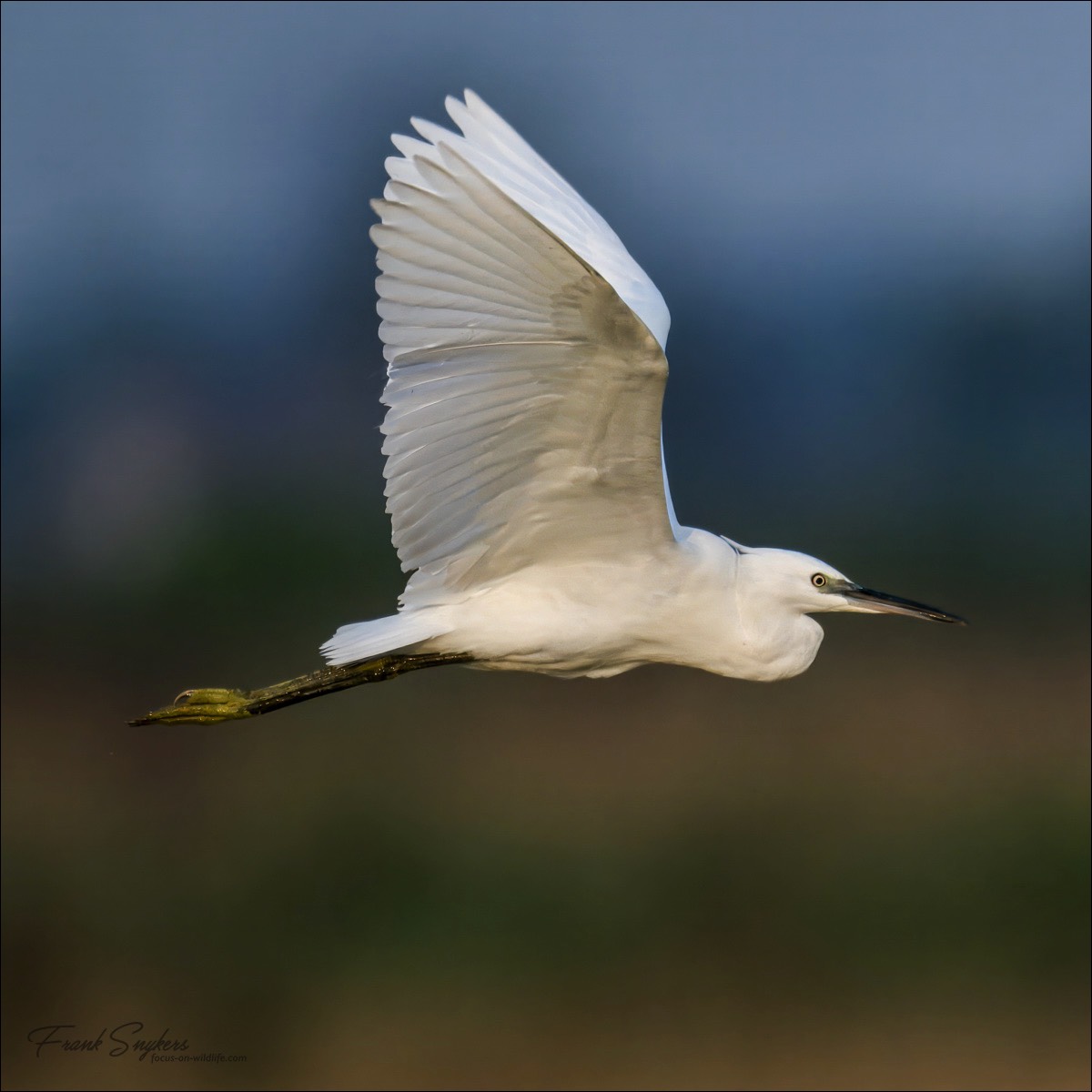 Little Egret (Kleine Zilverreiger) - Uitkerkse polders (Belgium) - 30/08/24