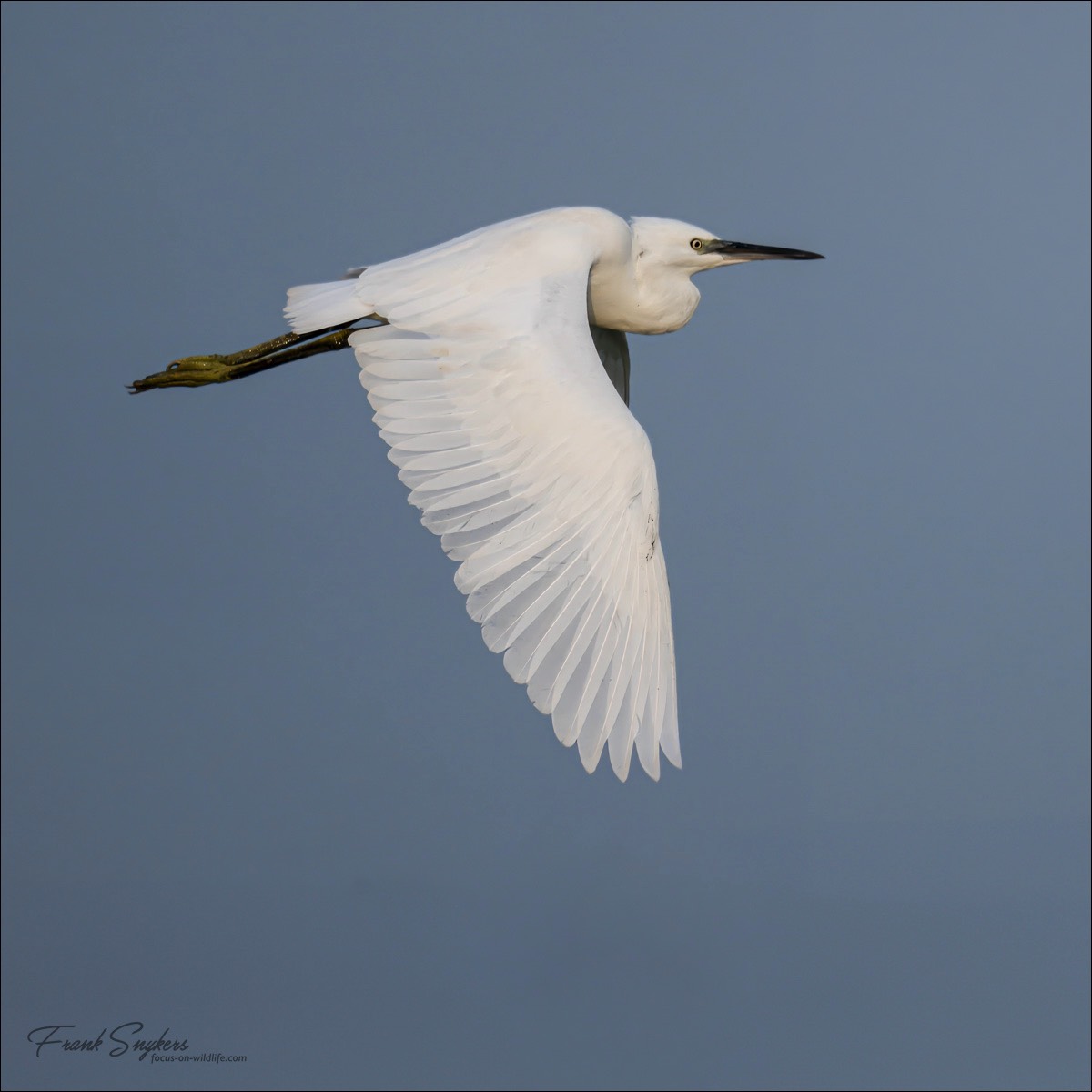 Little Egret (Kleine Zilverreiger) - Uitkerkse polders (Belgium) - 30/08/24