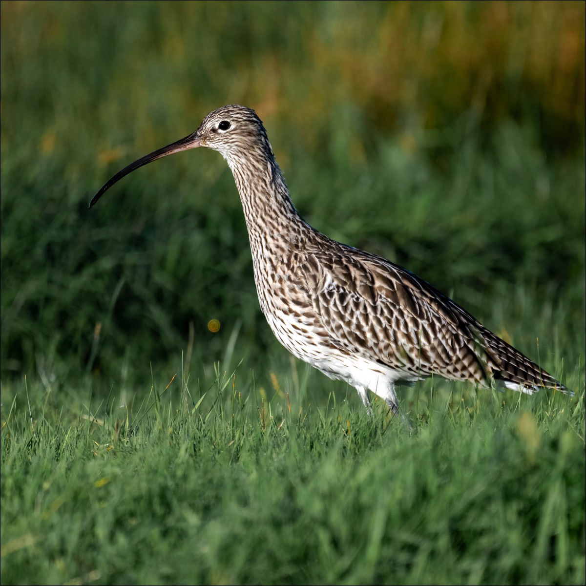 Eurasian Curlew (Wulp) - Uitkerkse Polders (Belgium) - 01/10/23