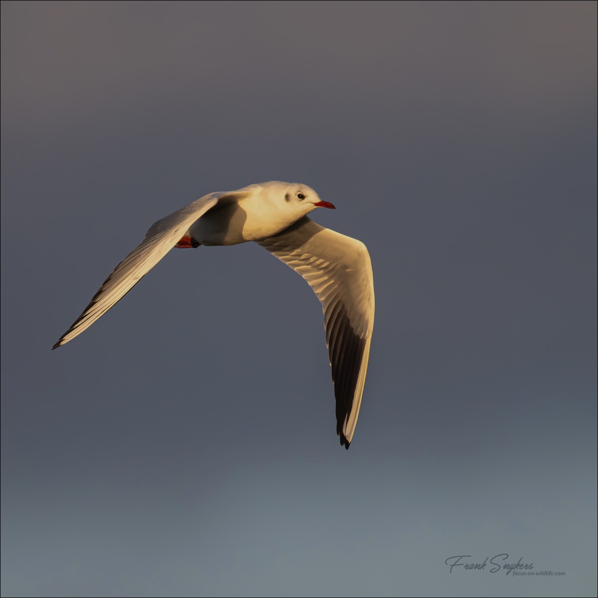 Black-headed Gull (Kokmeeuw) - Uitkerkse Polders (Belgium) - 27/02/24