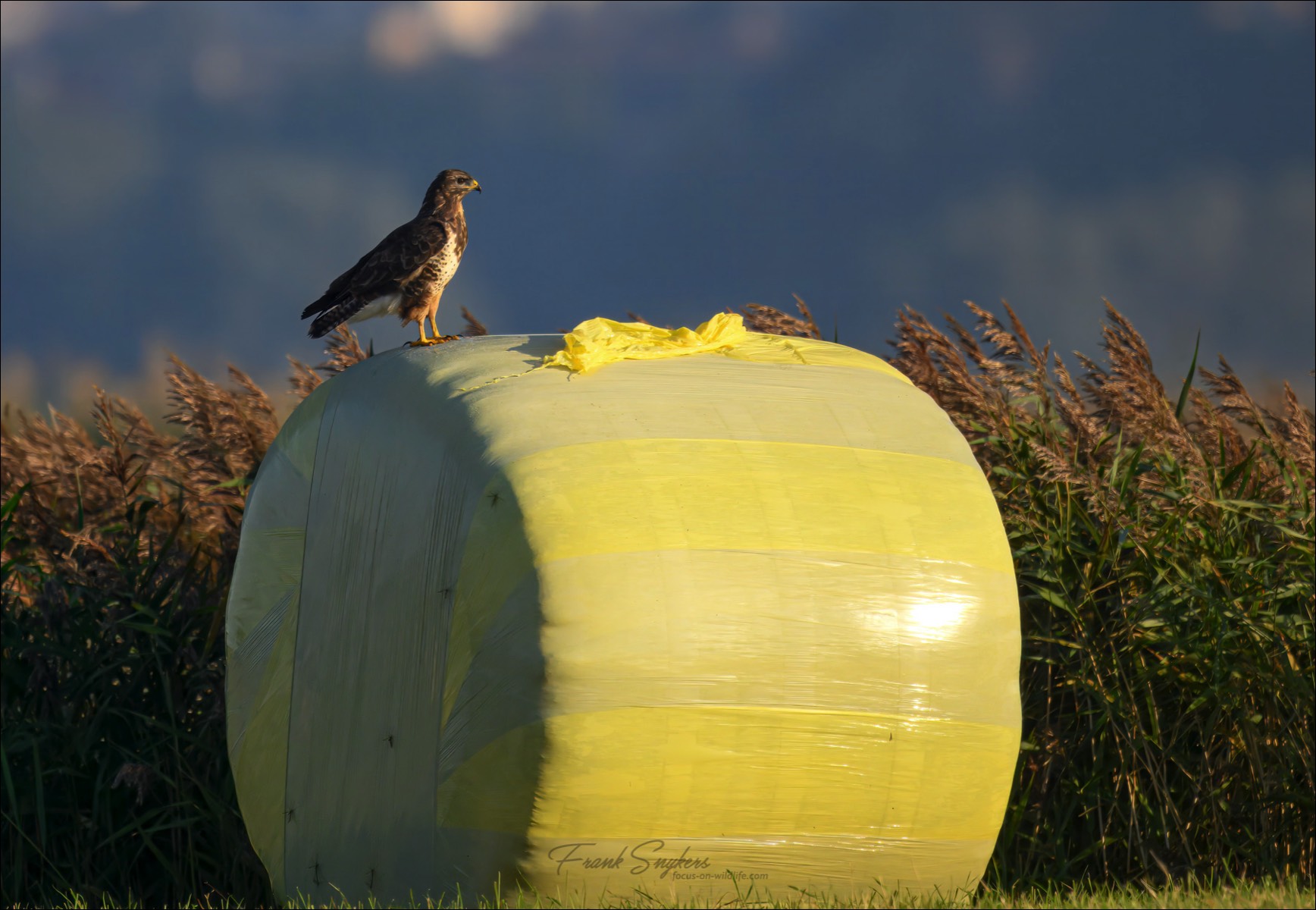 Common Buzzard (Buizerd) - Uitkkerkse polders (Belgium) - 25/09/24