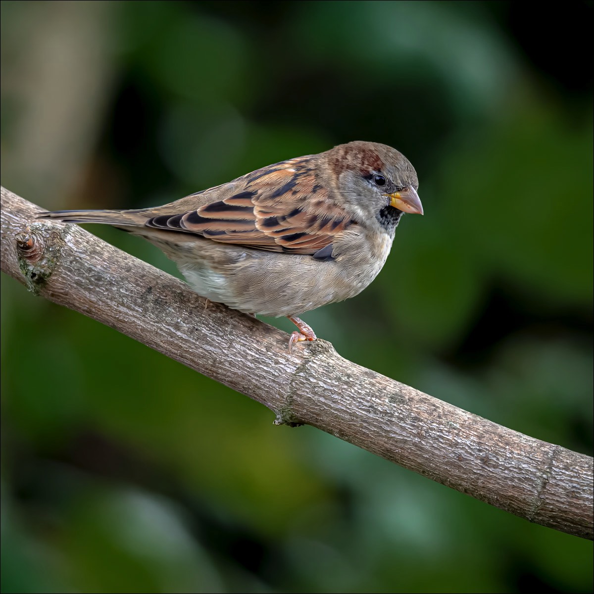 House Sparrow (Huismus) - Wenduine (Belgium) - 27/09/23