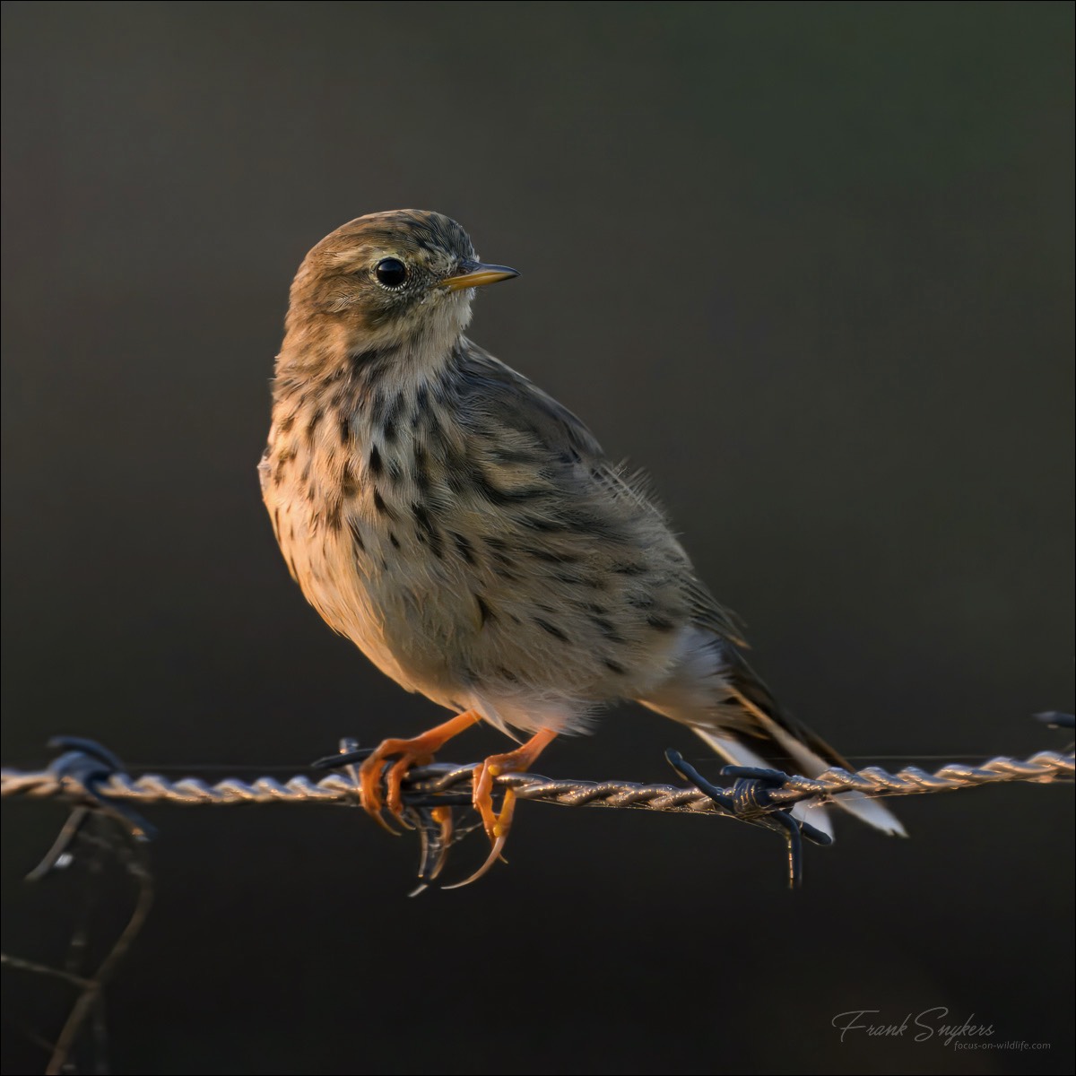 Meadow Pipit (Graspieper) - Uitkerkse polders (Belgium) - 03/09/24