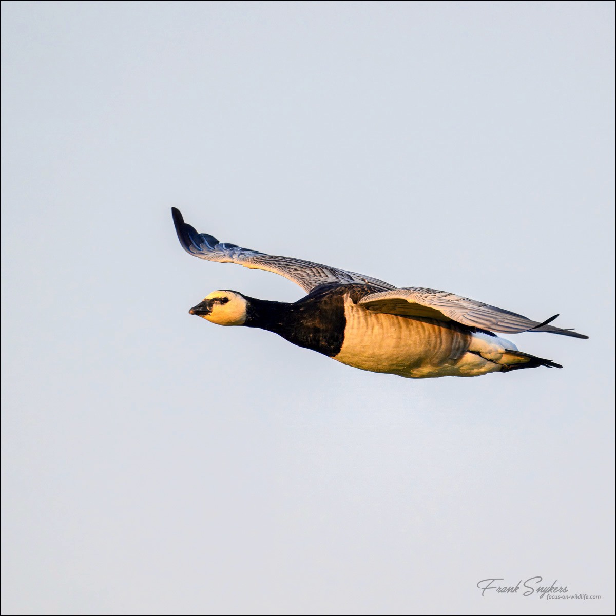 Barnacle Goose (Brandgans) - Uitkerkse polders (Belgium) - 20/09/24