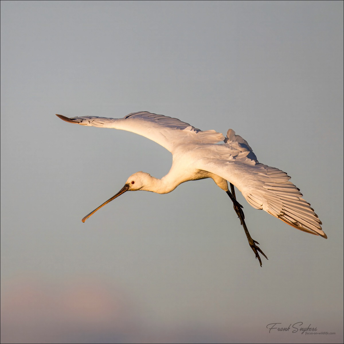 Eurasian Spoonbill (Lepelaar) - Uitkerkse polders (Belgium) - 08/09/24