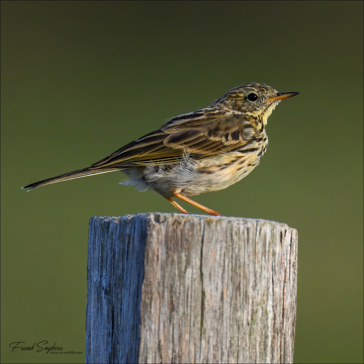 Meadow Pipit (Graspieper) - Uitkerkse polders (Belgium) - 18/09/24