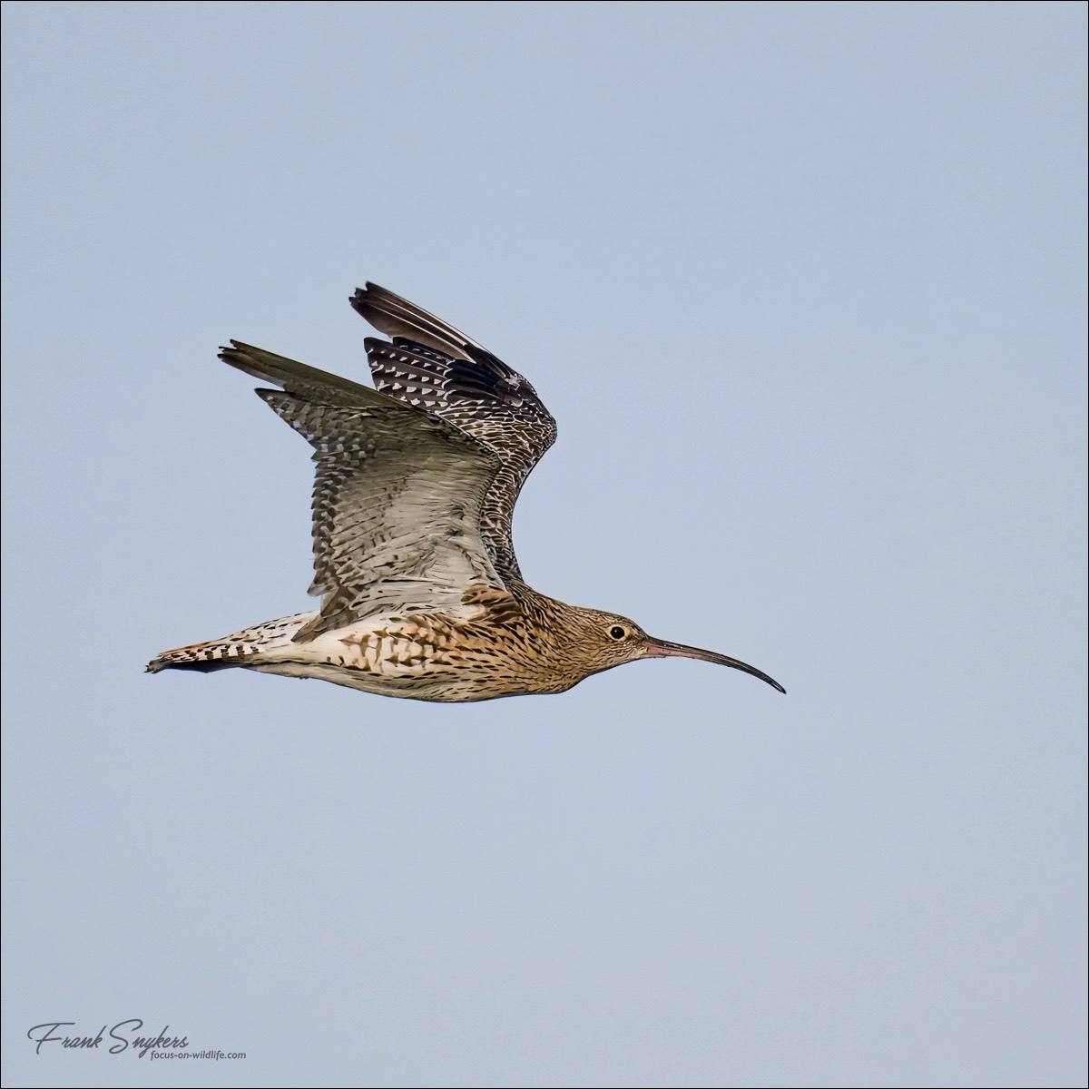 Eurasian Curlew (Wulp) - Uitkerkse polders (Belgium) - 29/08/24