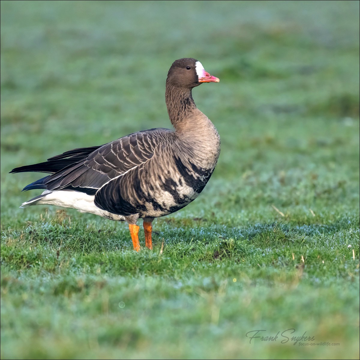 Greater White-fronted Goose (Kolgans) - Uitkerkse Polders (Belgium) - 07/03/24