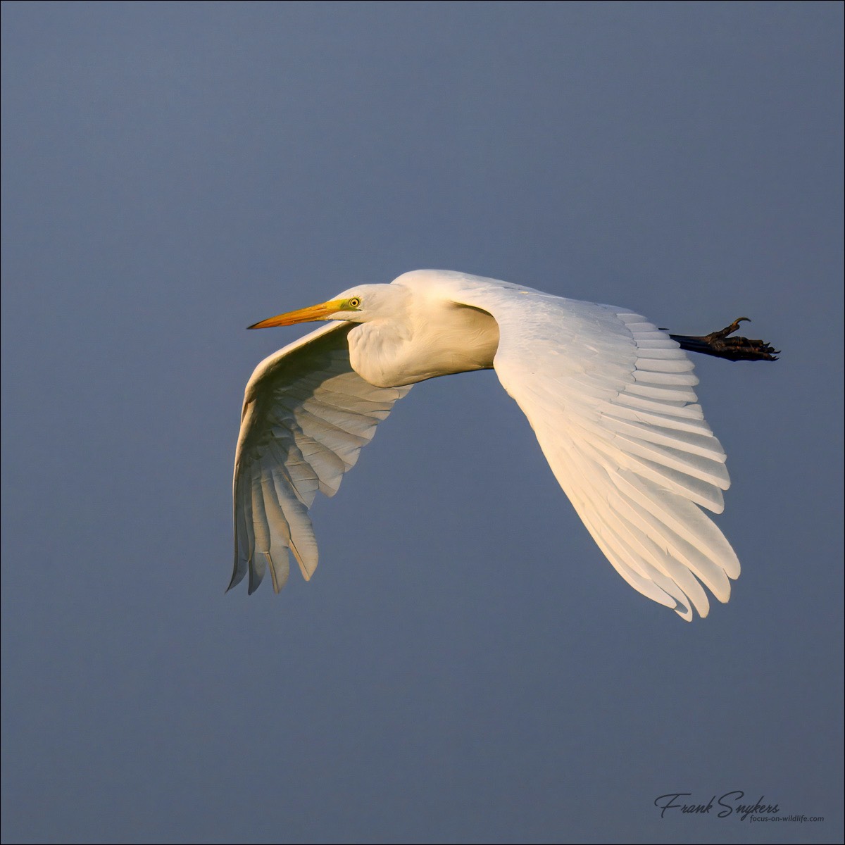 Great Egret (Grote Zilverreiger) - Uitkerkse polders (Belgium) - 19/09/24