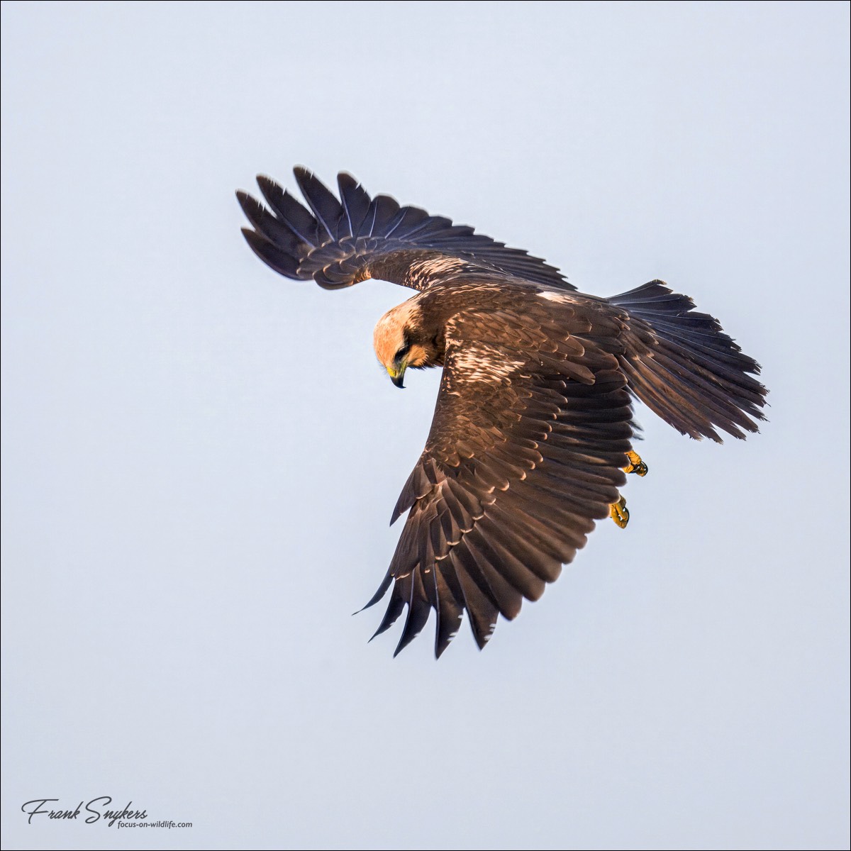 Western Marssh Harrier (Bruine Kiekendief) - Uitkerkse polders (Belgium) - 27/08/24