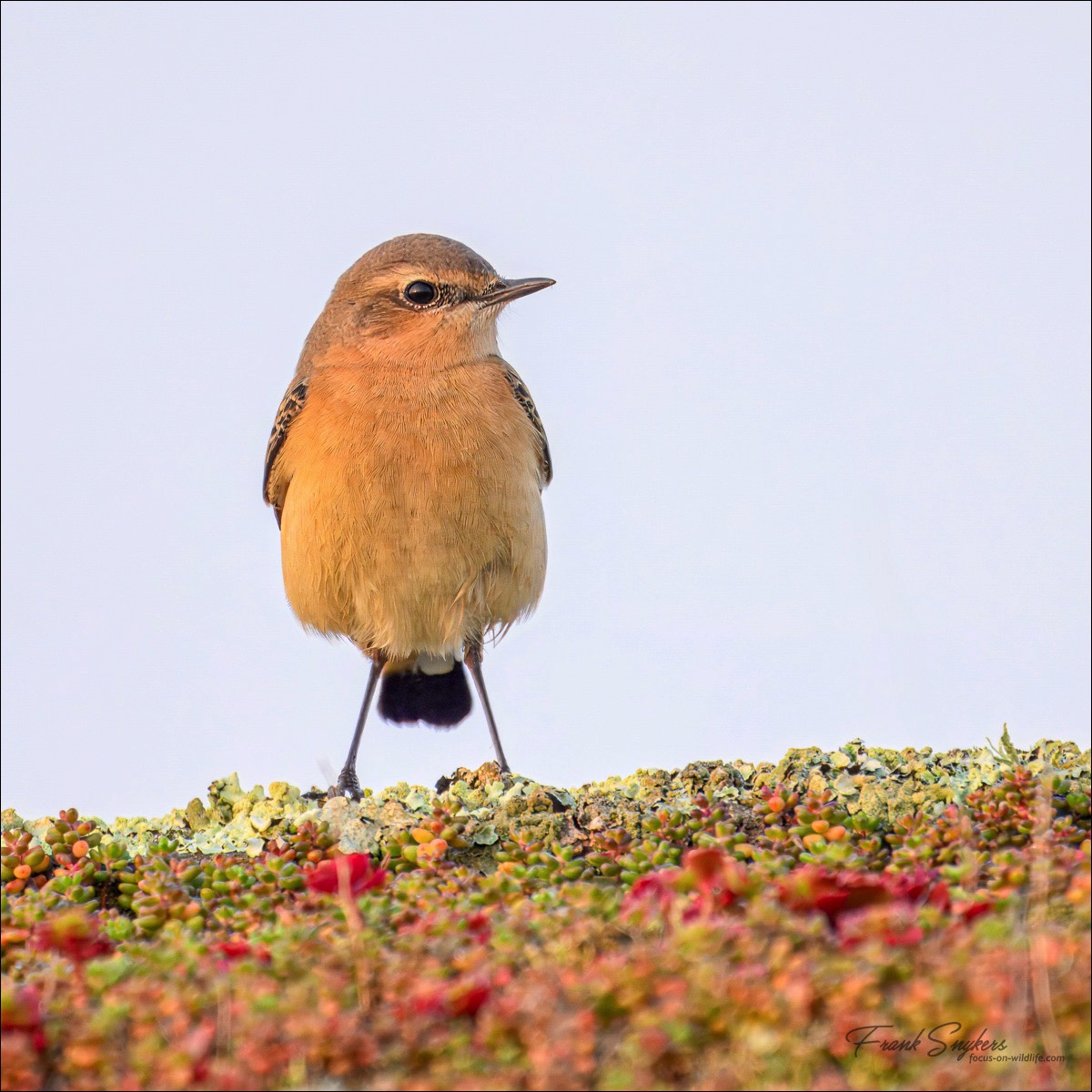 Northern Wheatear (Tapuit) - Uitkerkse polders (Belgium) - 18/09/24